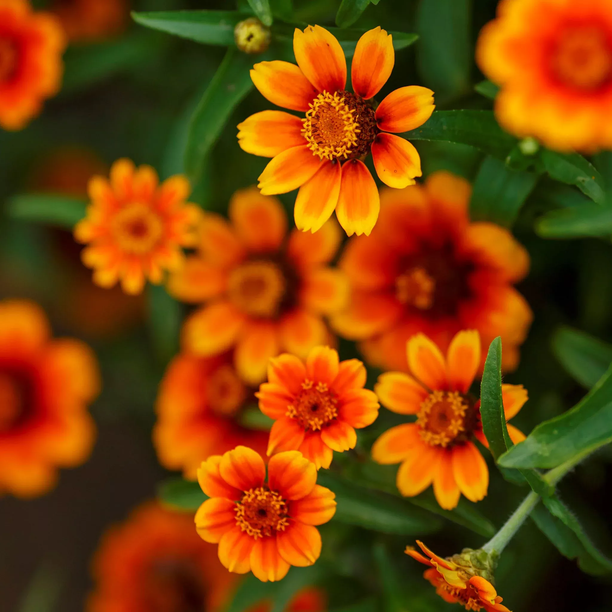 zinnia-seeds-chippendale-daisy Zinnia Seeds - Chippendale Daisy