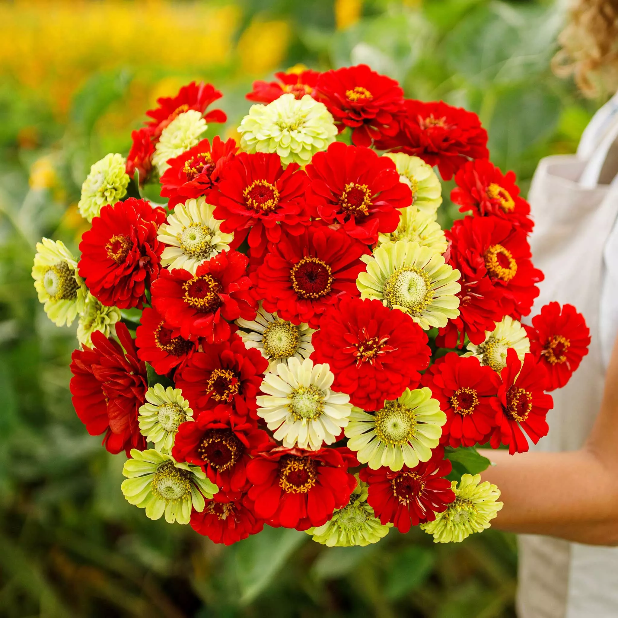 zinnia-seeds-christmas-in-july-mix Zinnia Seeds - Christmas in July Mix