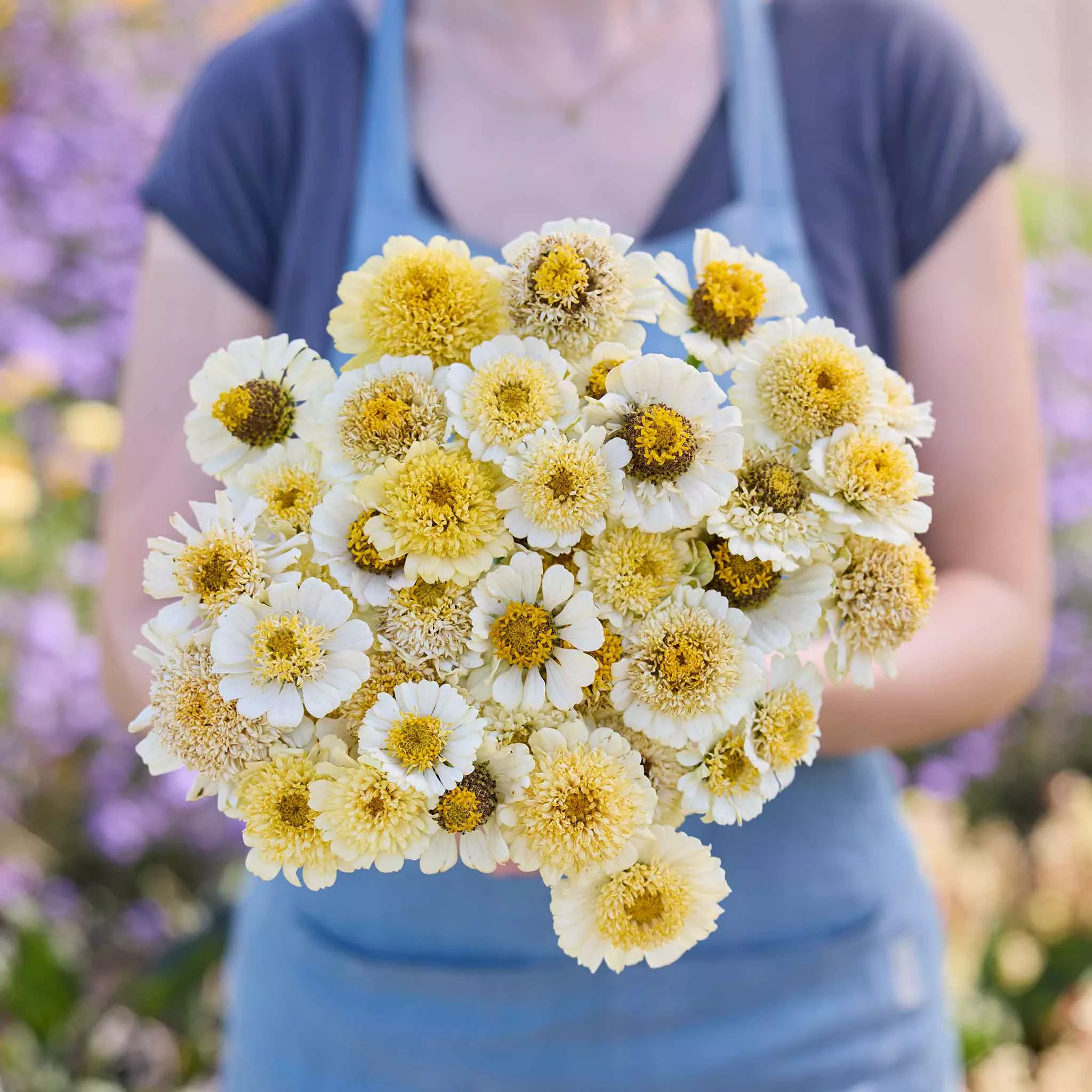 Zinnia Seeds - Cresto! Cream