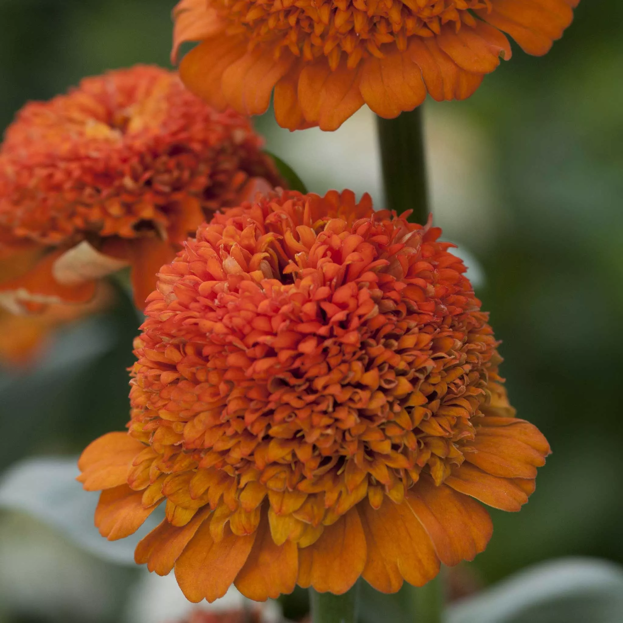 Zinnia Seeds - Cresto! Orange