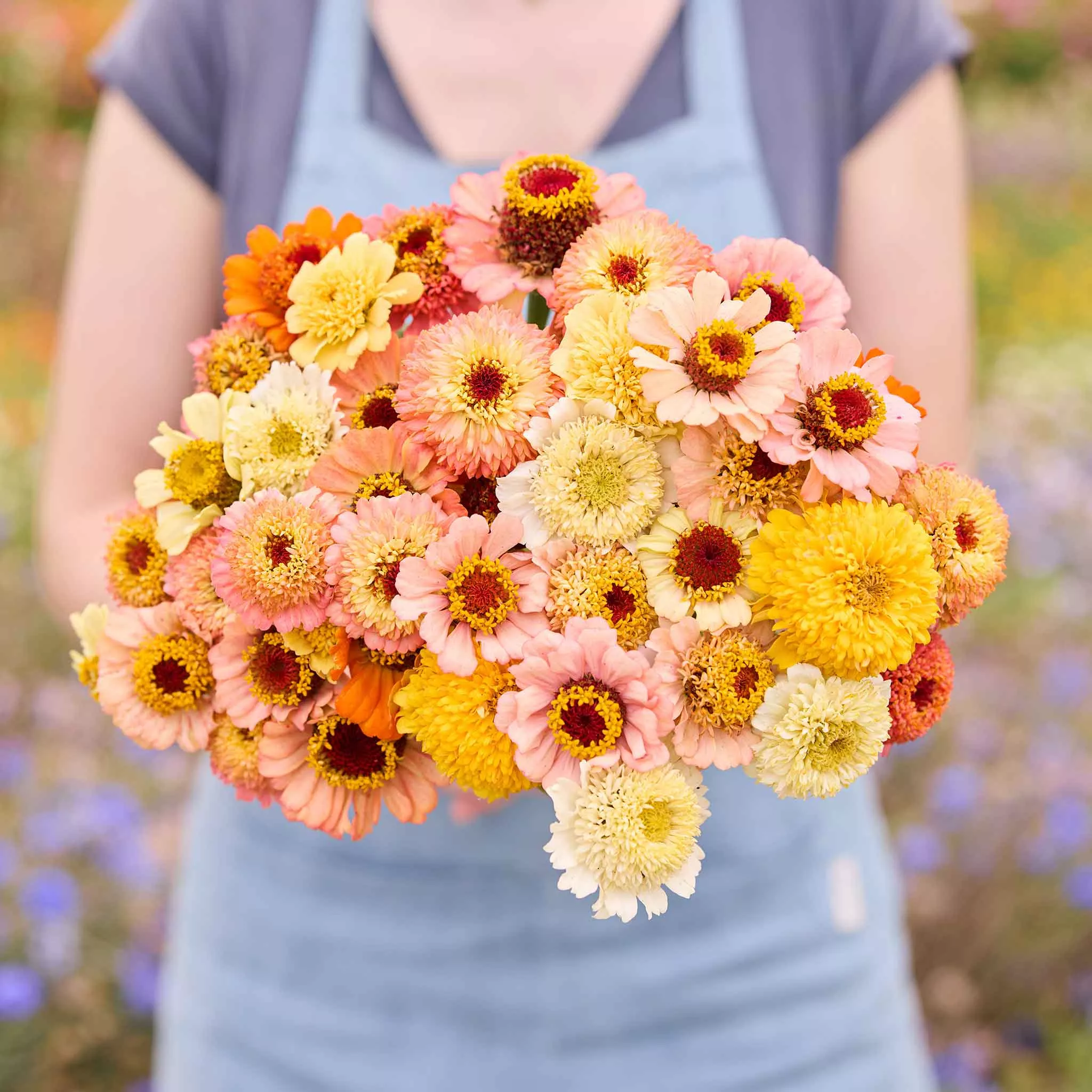 Zinnia Seeds - Cresto! Peaches and Cream