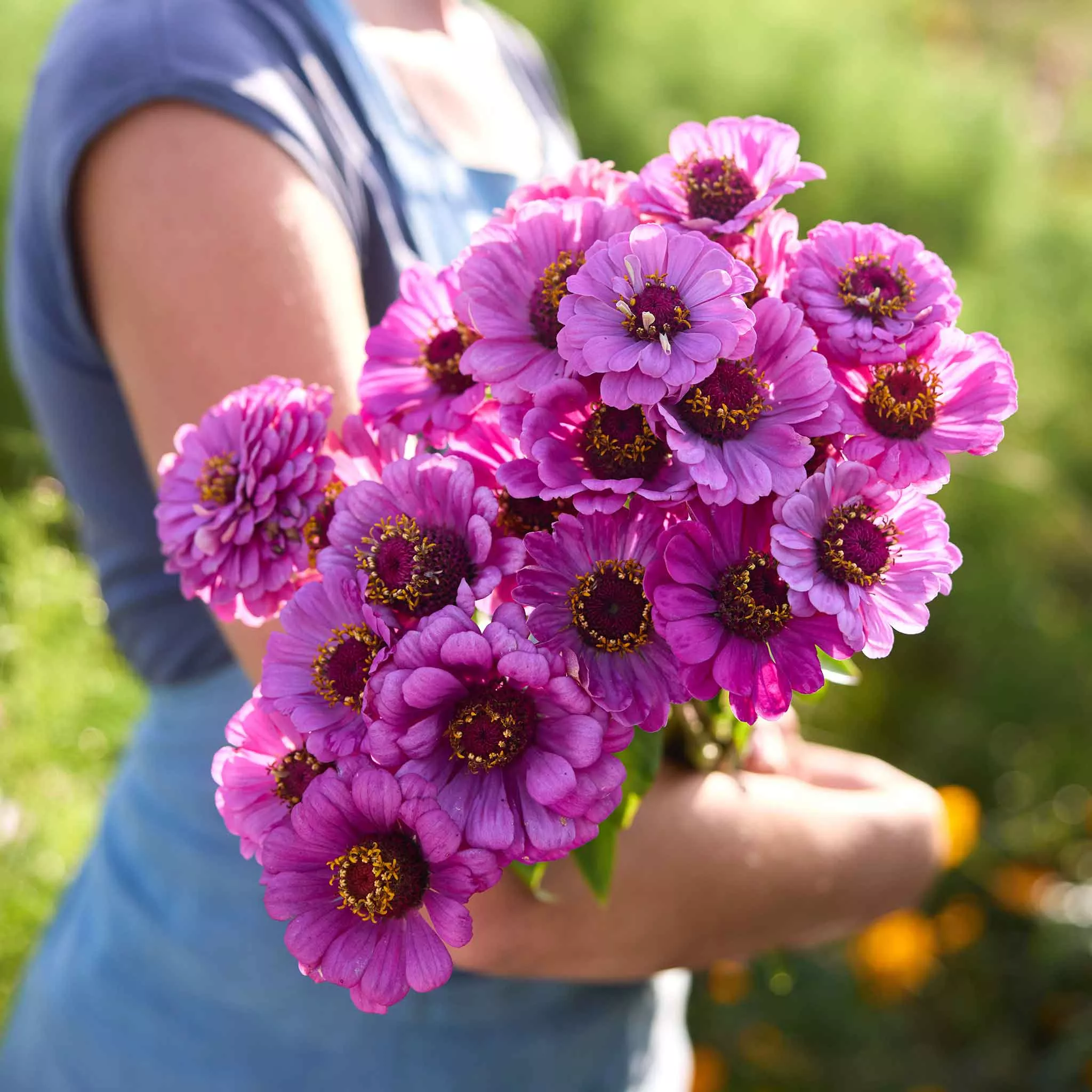 Zinnia Seeds - Dream