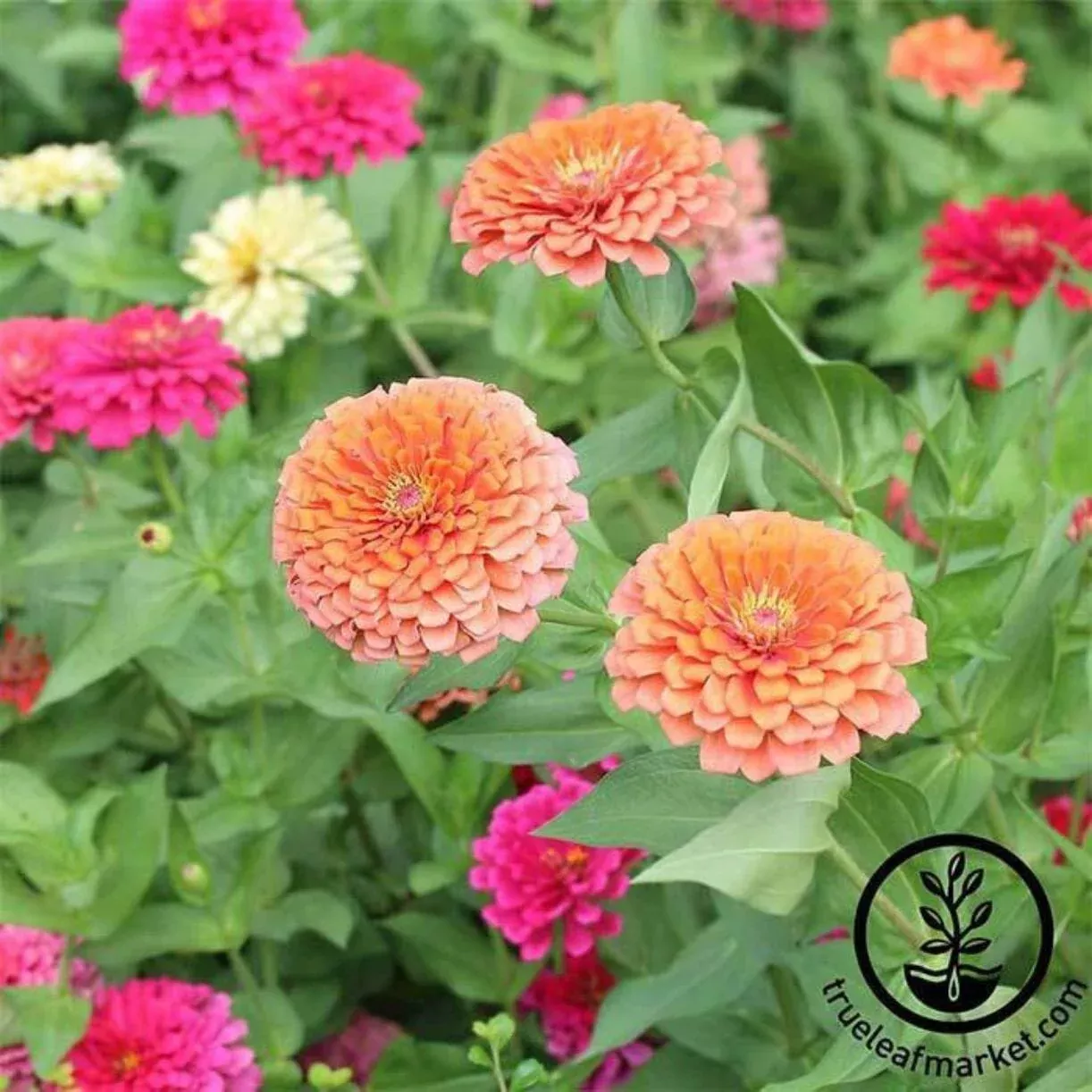 Zinnia Seeds - Dreamland Mix