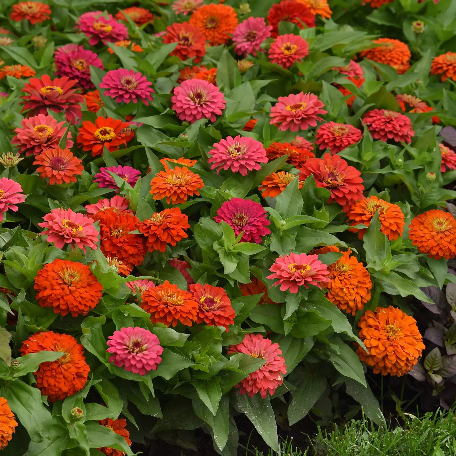 Zinnia Seeds - Elegant™ Hot Mix
