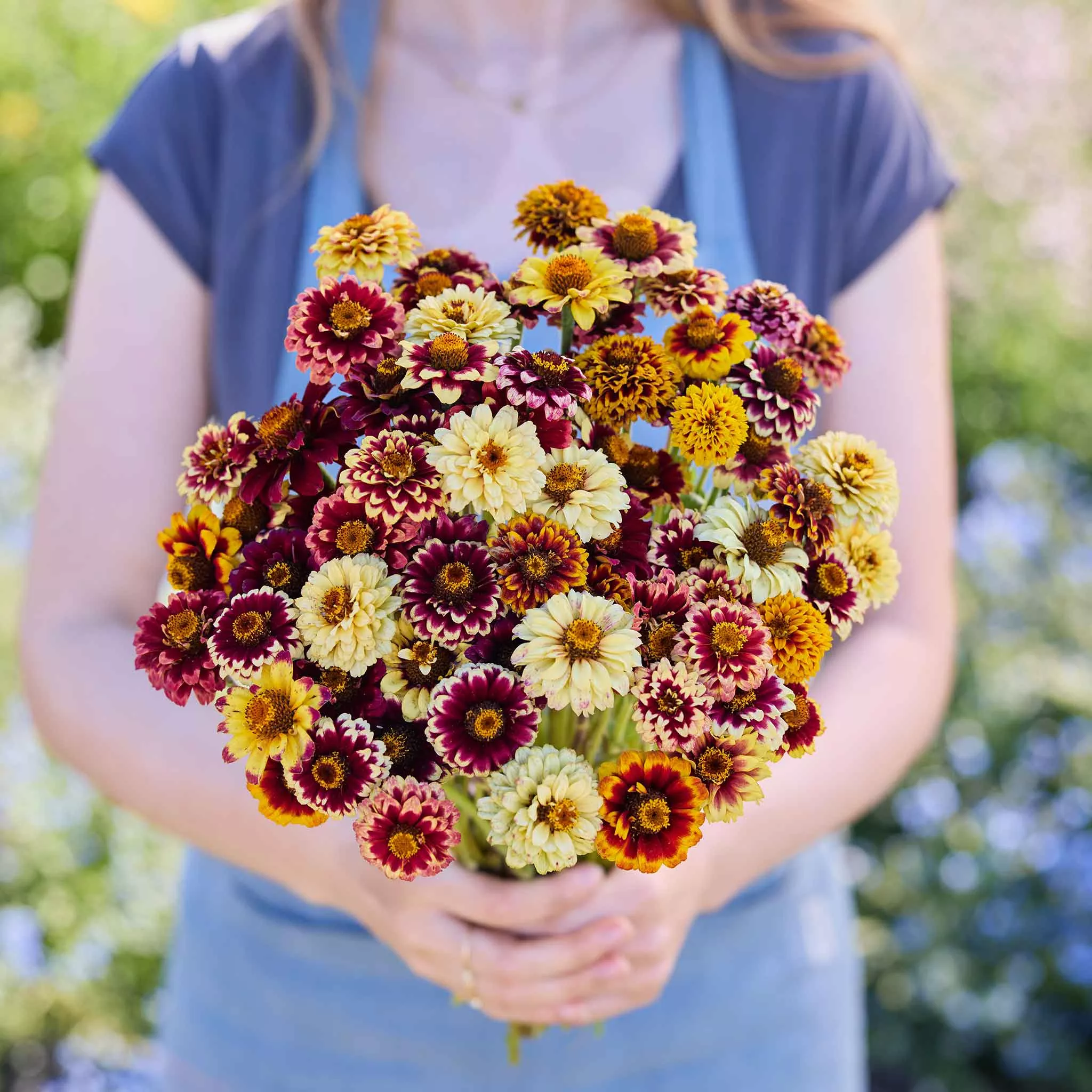 Zinnia Seeds - Jazzy Mix