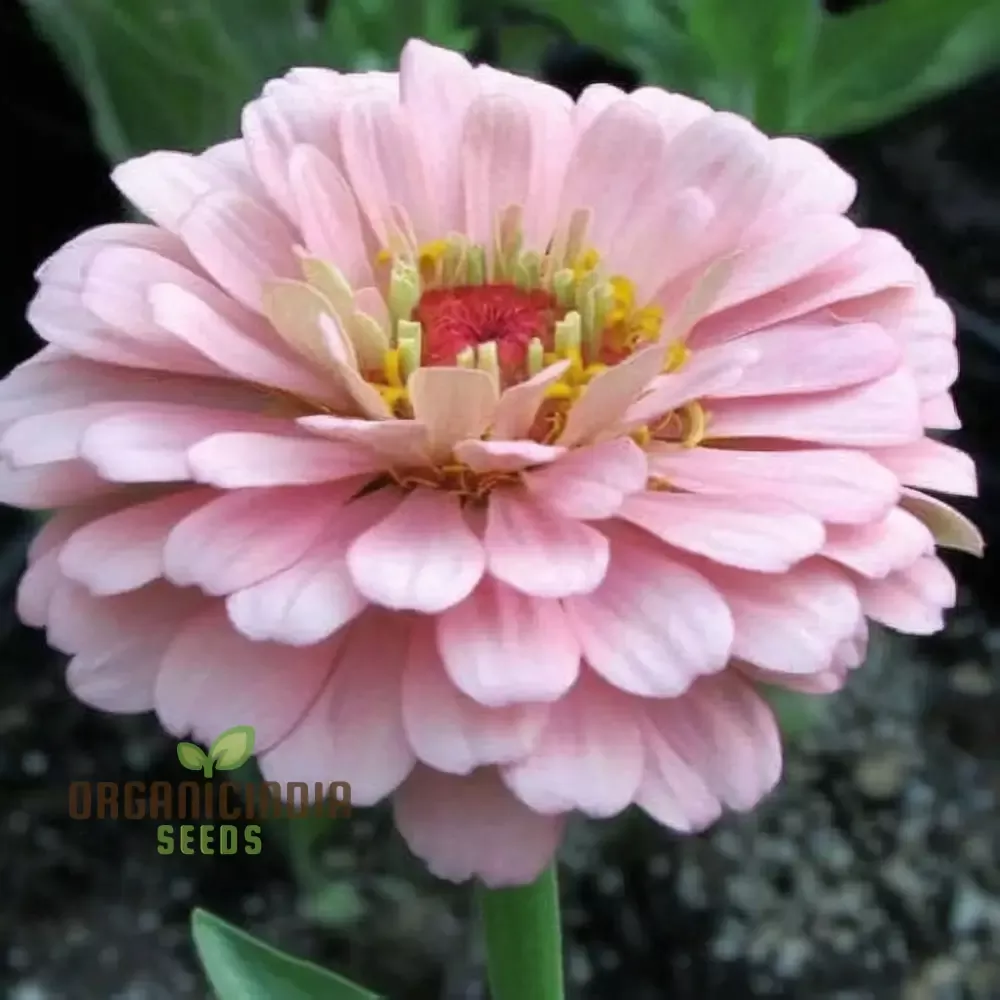 Zinnia Seeds (Light Pink Zinnia Seeds) - Elegant Blooms for Graceful Garden Displays