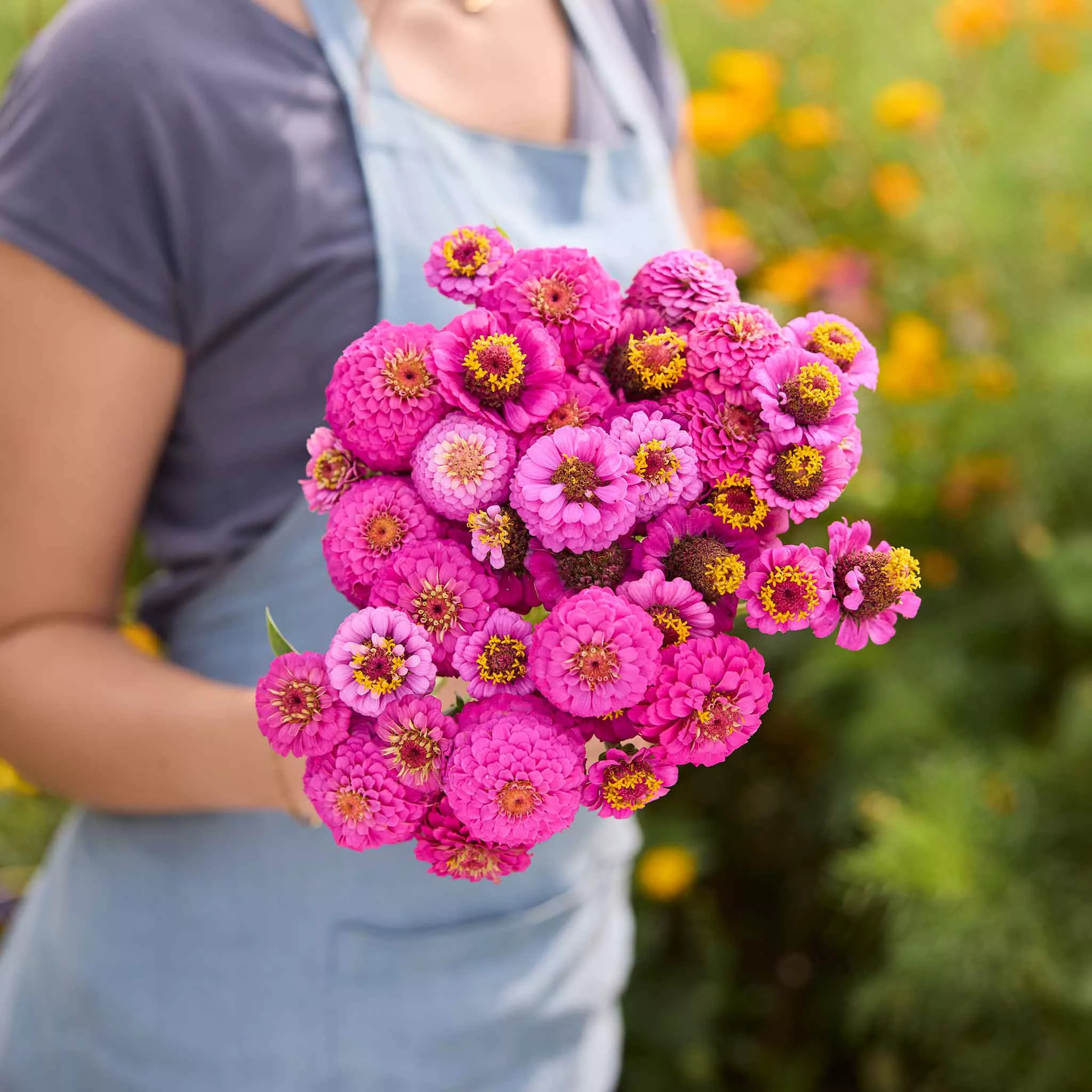 Zinnia Seeds - Lilliput Purple