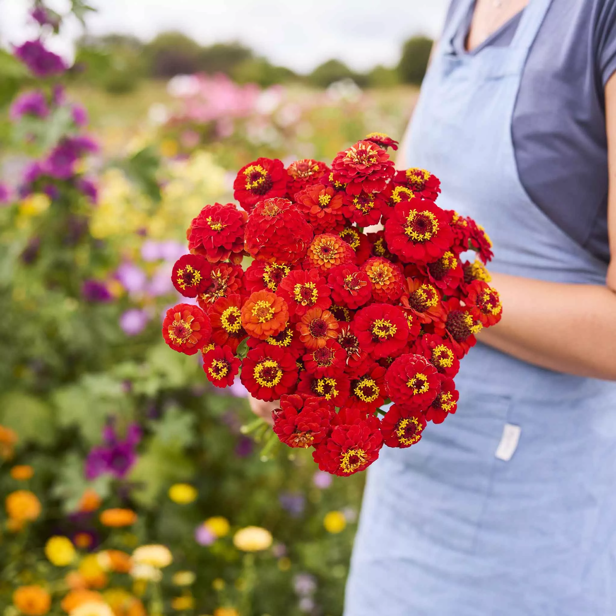 Zinnia Seeds - Lilliput Redman