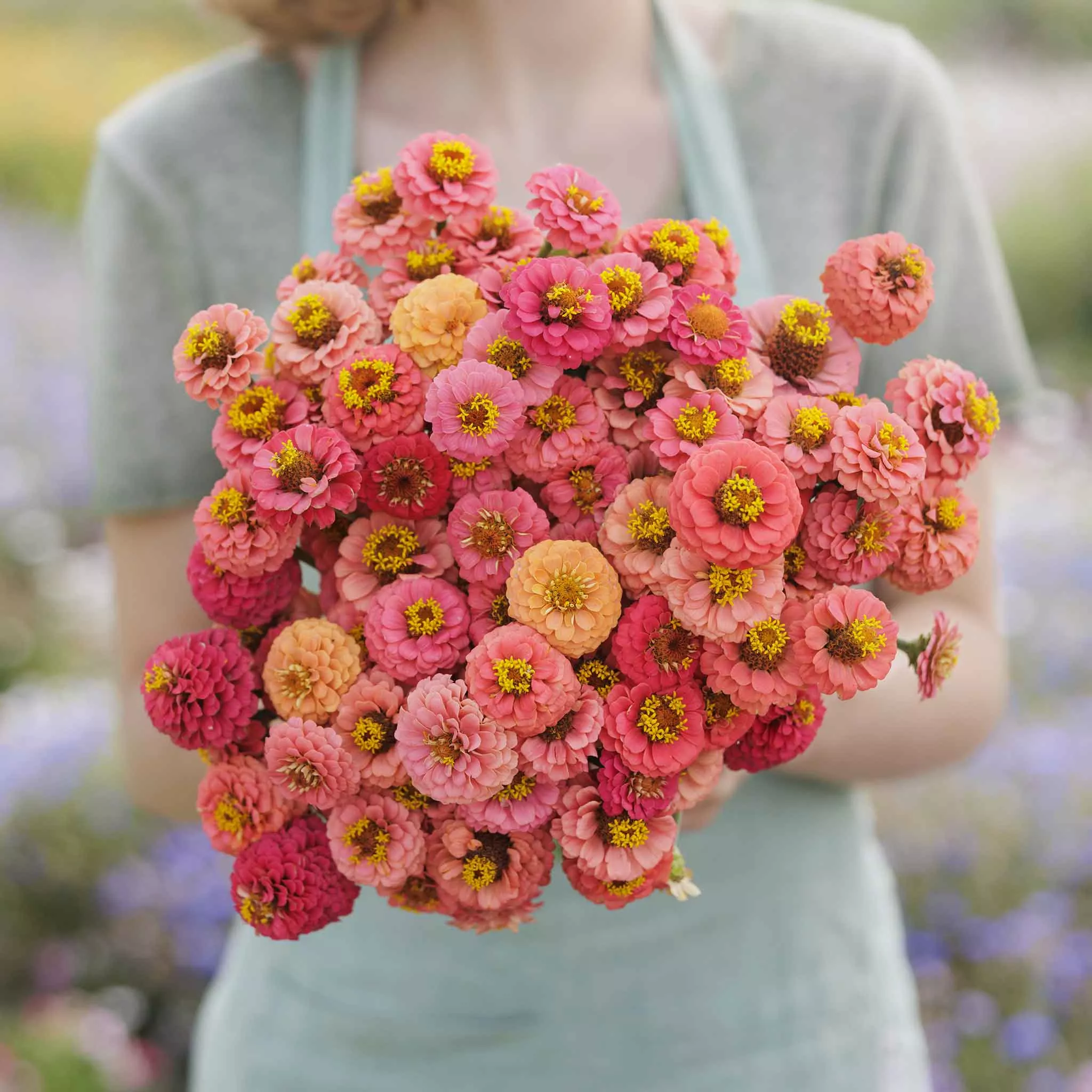 Zinnia Seeds - Lilliput Salmon
