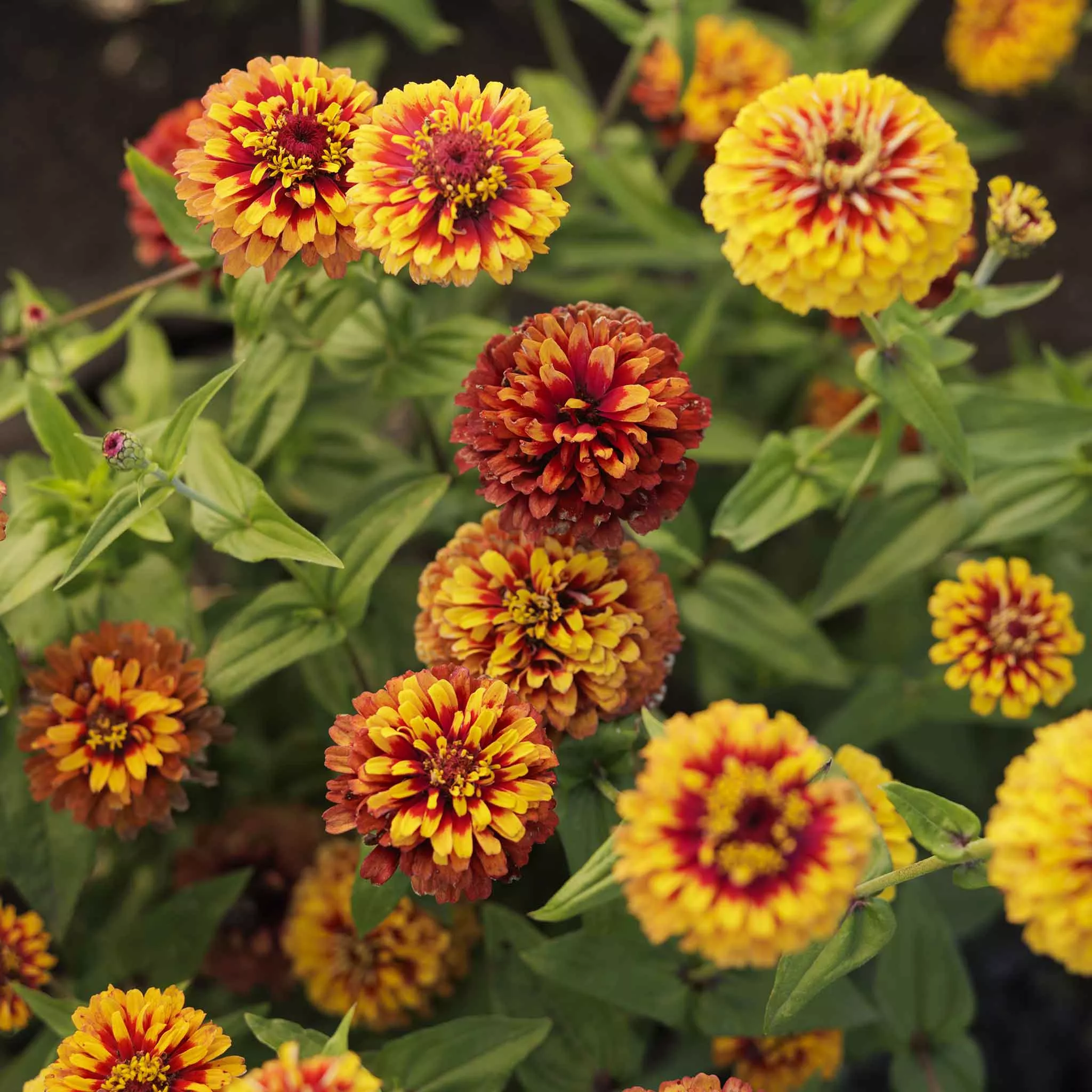 Zinnia Seeds - Macarenia