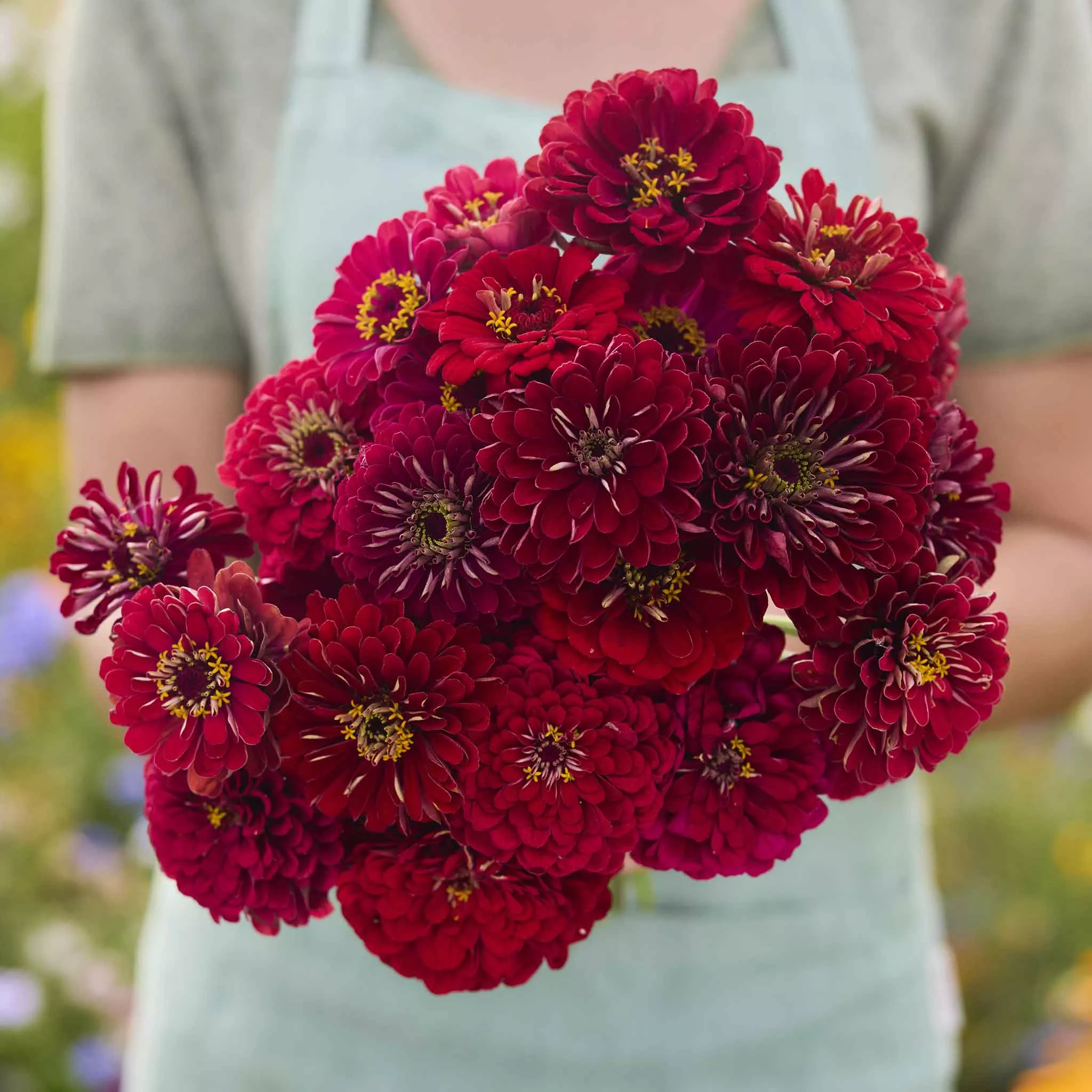 Zinnia Seeds - Meteor
