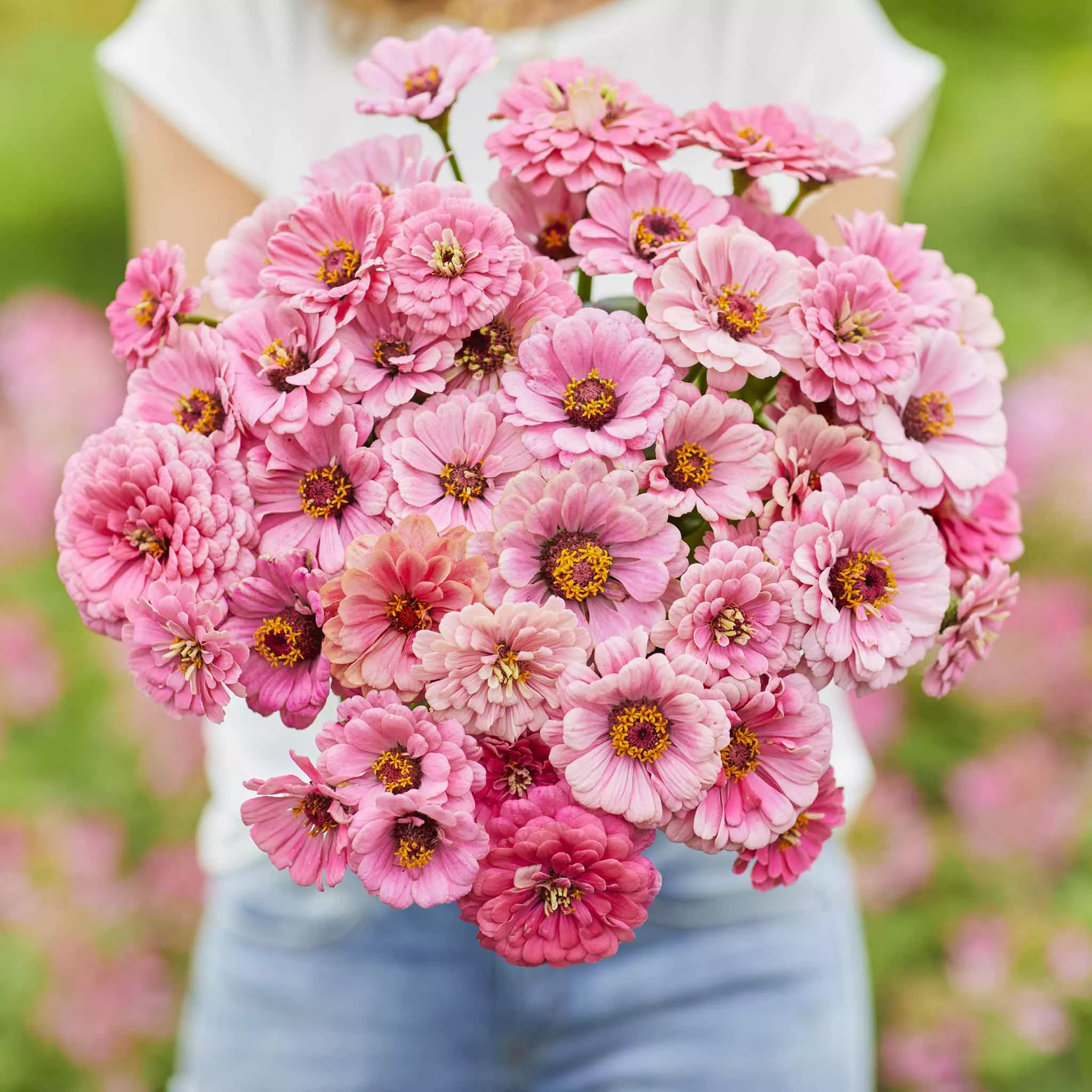 Zinnia Seeds - Miss Willmott