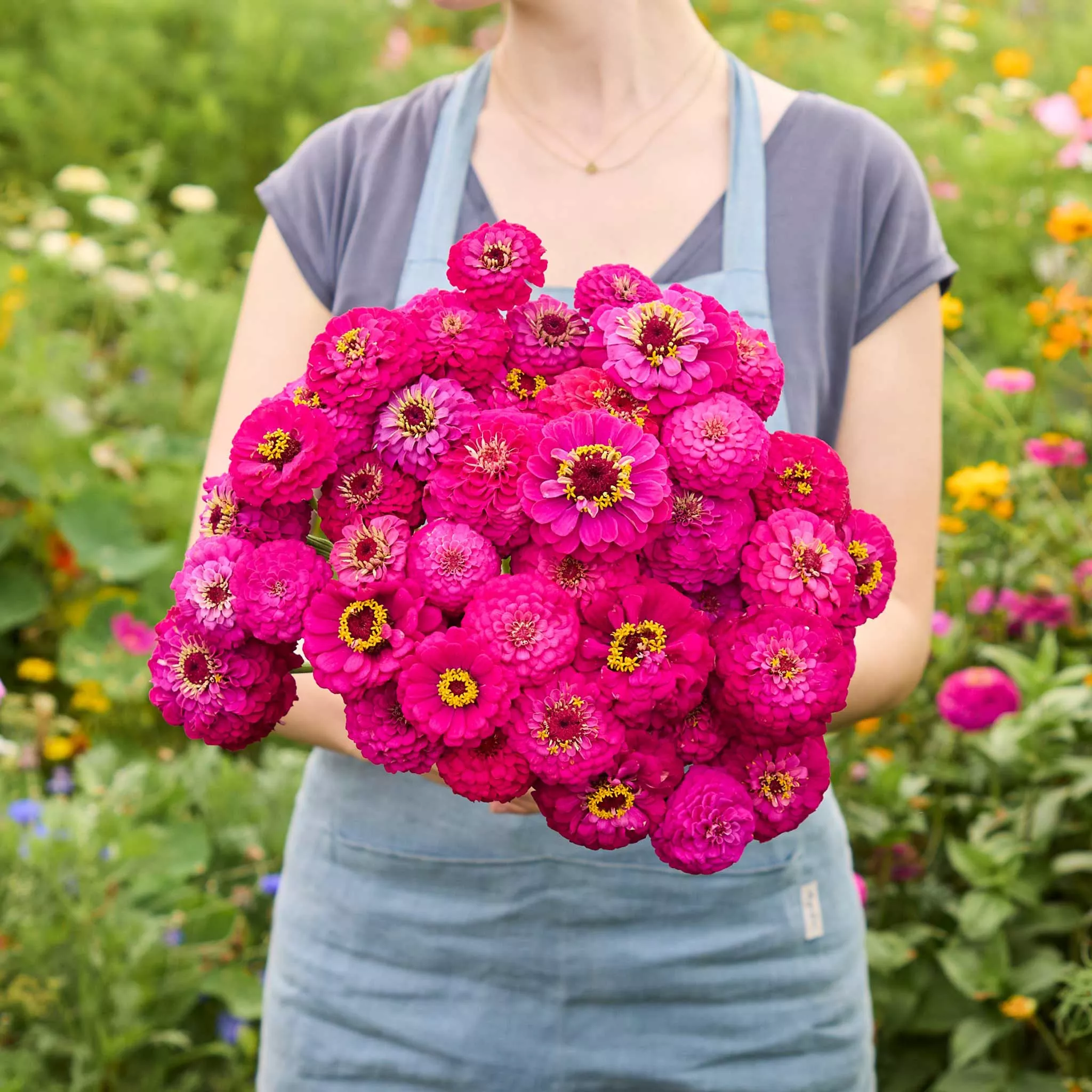 Zinnia Seeds - Oklahoma Carmine