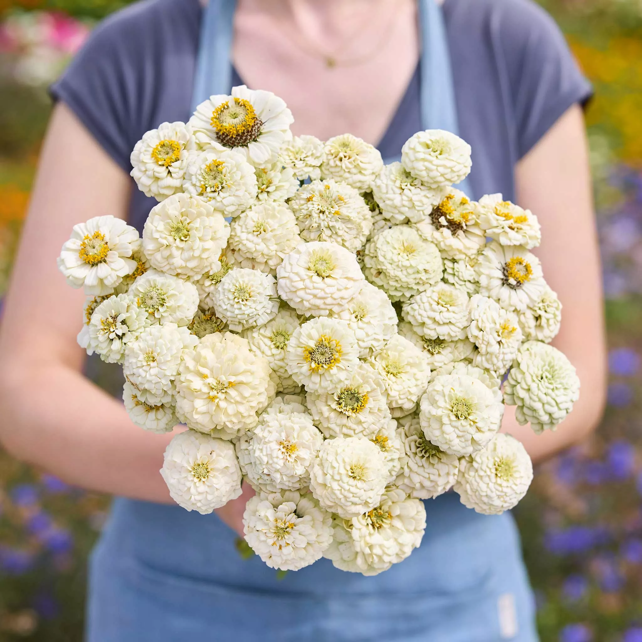 Zinnia Seeds - Oklahoma White
