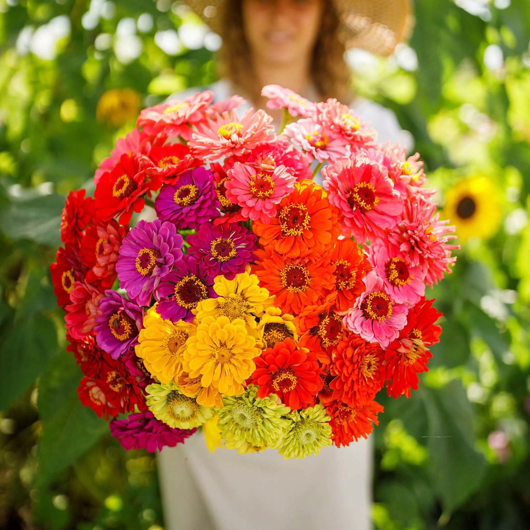 Zinnia Seeds - Over the Rainbow Mix