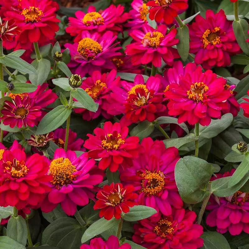 Zinnia Seeds - Profusion Double Hot Cherry