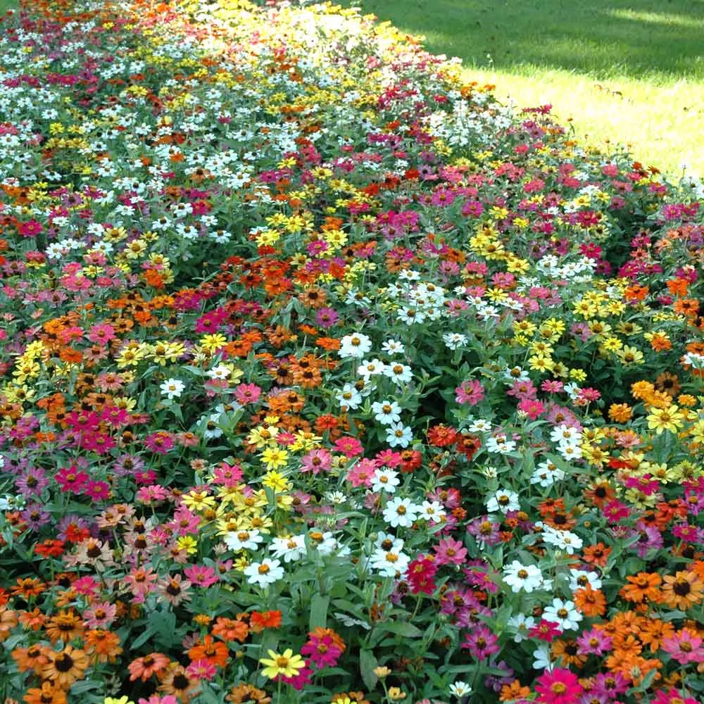 Zinnia Seeds - Profusion Mix
