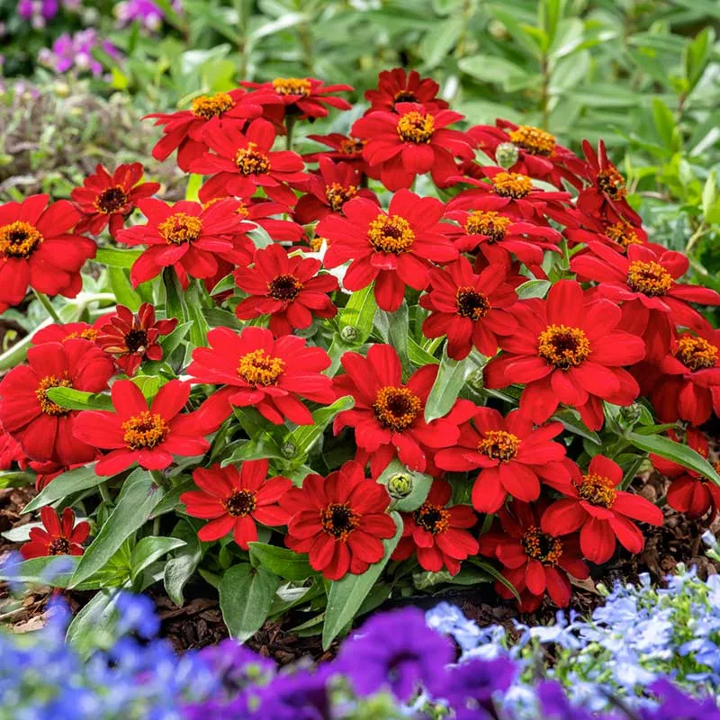 Zinnia Seeds - Profusion Red