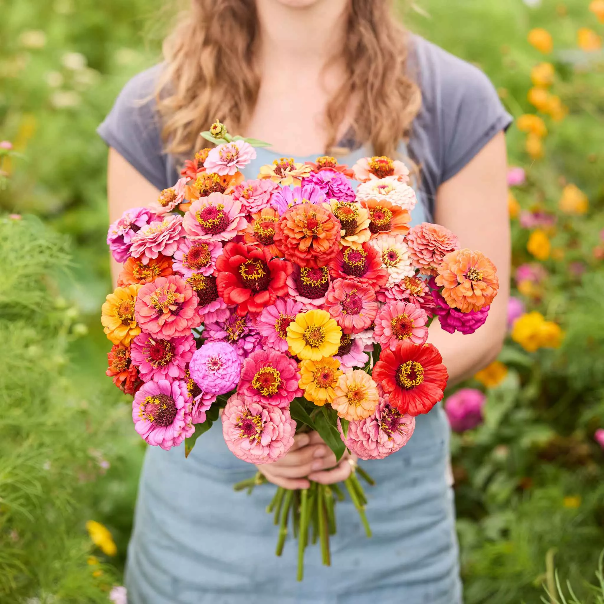 Zinnia Seeds - Pumila/Cut & Come Again
