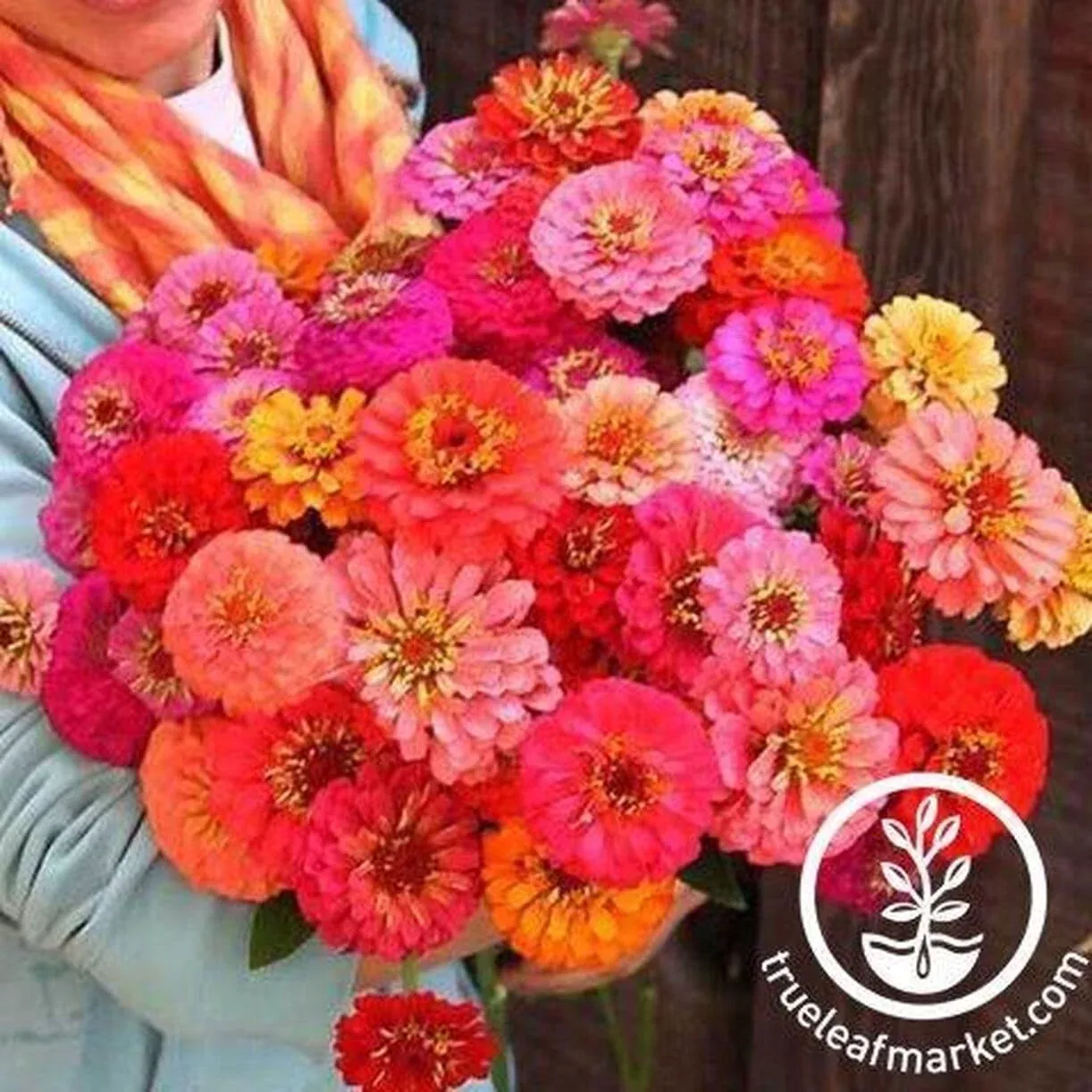Zinnia Seeds - Pumila Pompon