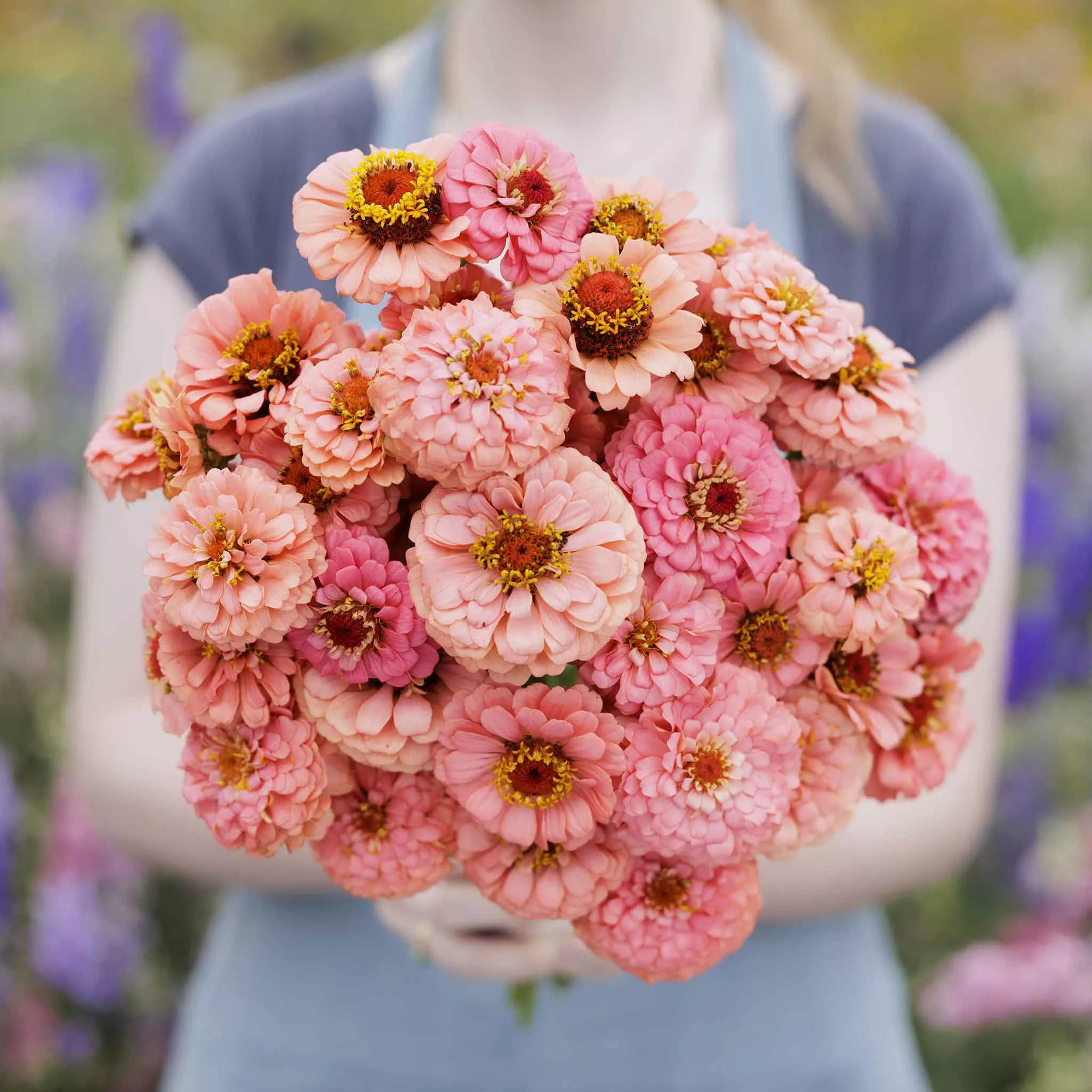 Zinnia Seeds - Pumila Salmon