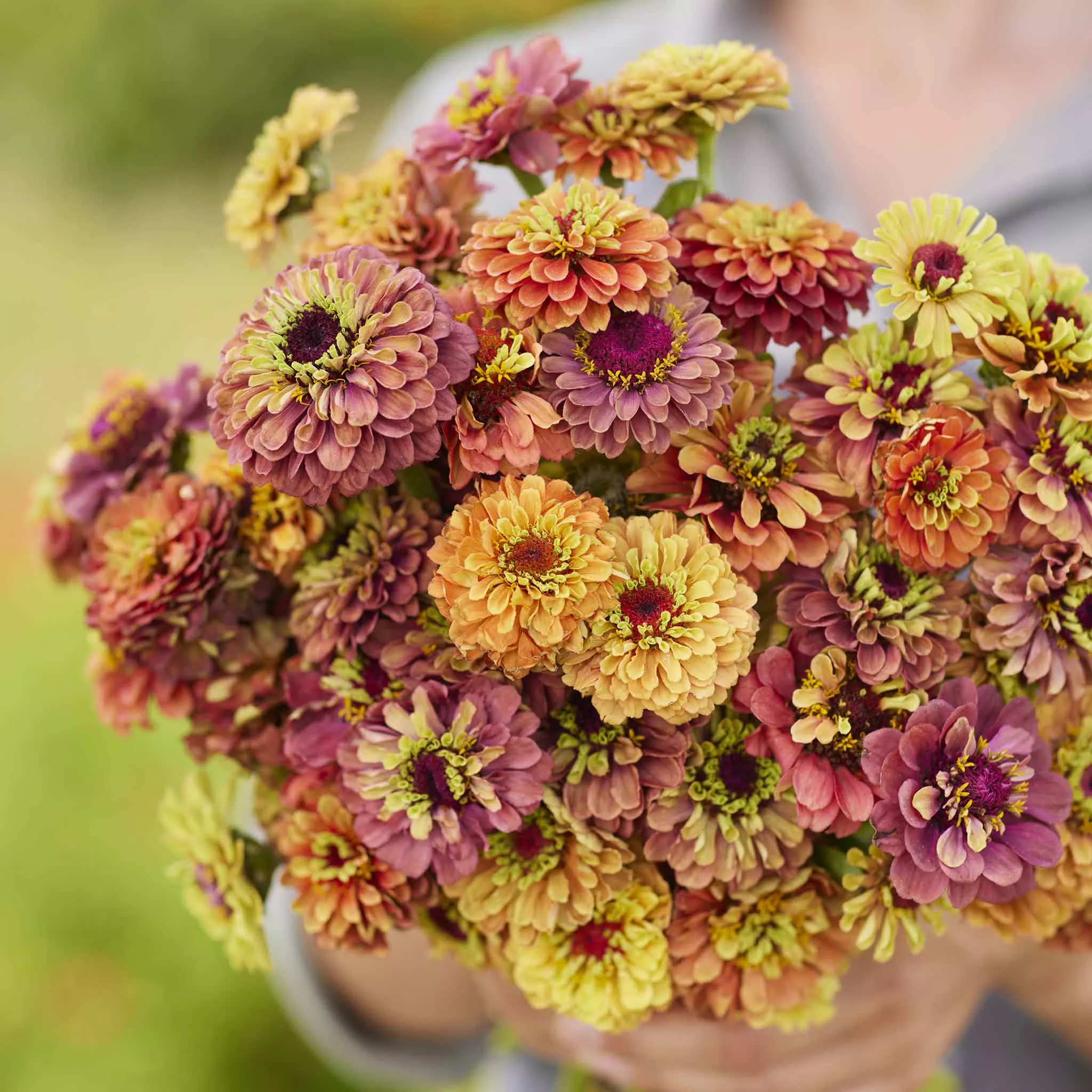 Zinnia Seeds - Queen Lime Mix