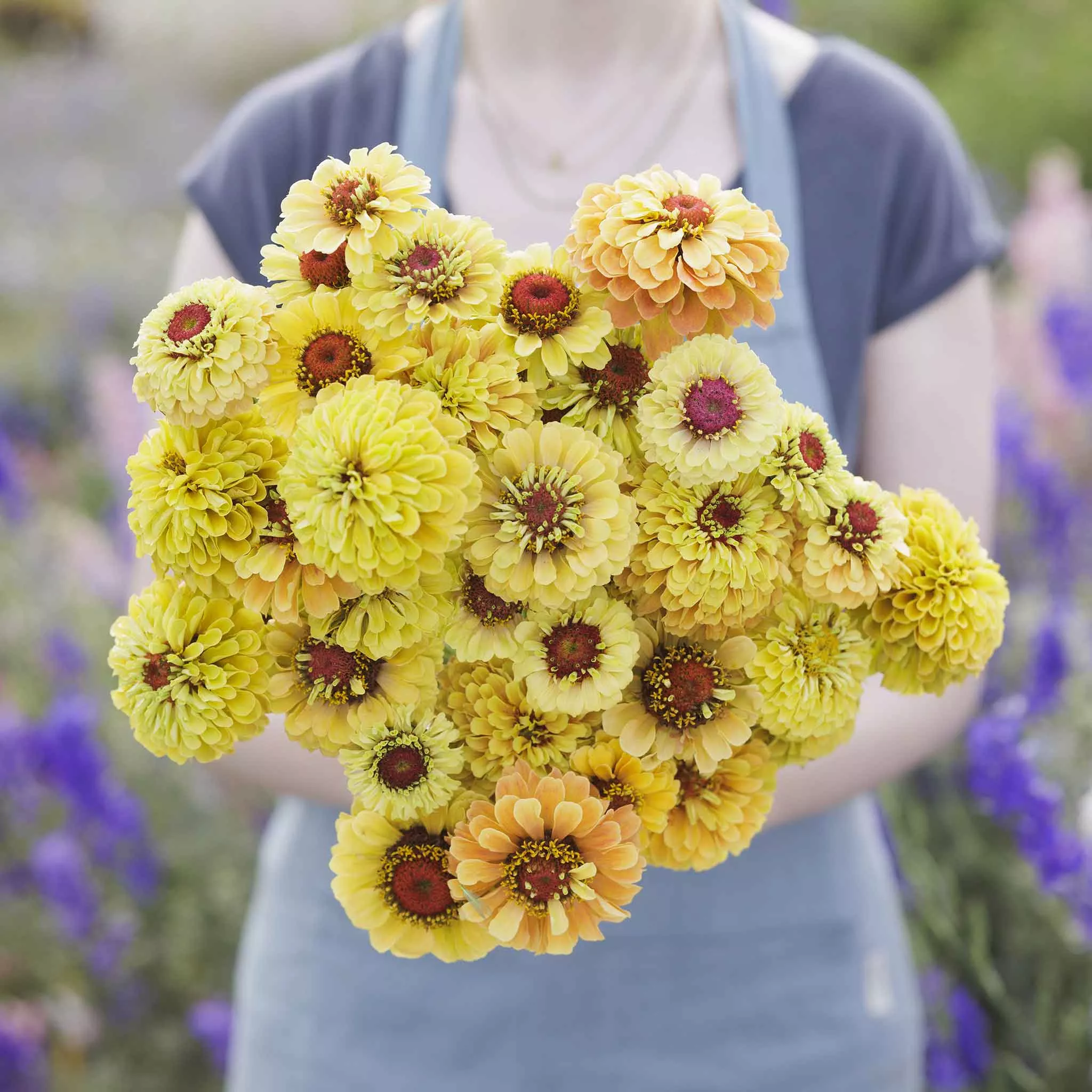 Zinnia Seeds - Queeny Lemon Peach