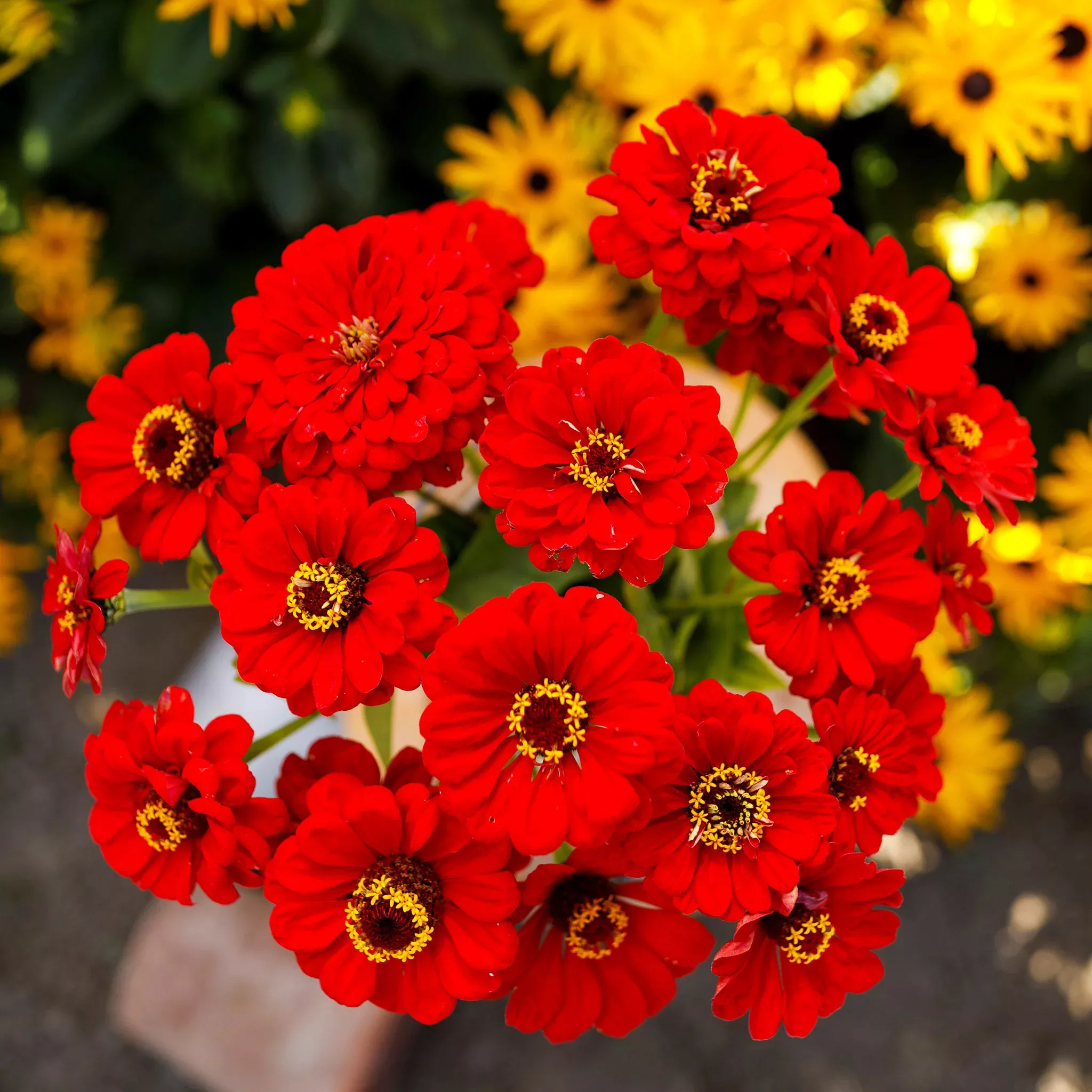 Zinnia Seeds - Scarlet Flame