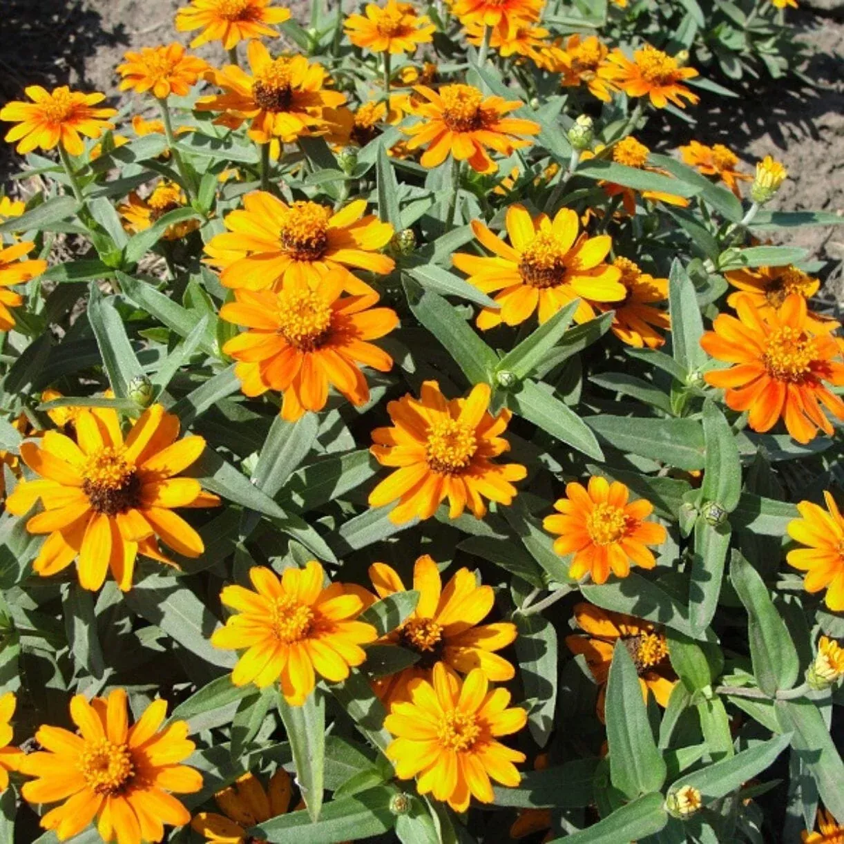 Zinnia Seeds - Star Series