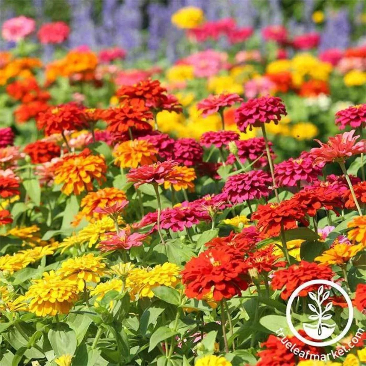 Zinnia Seeds - State Fair Mix