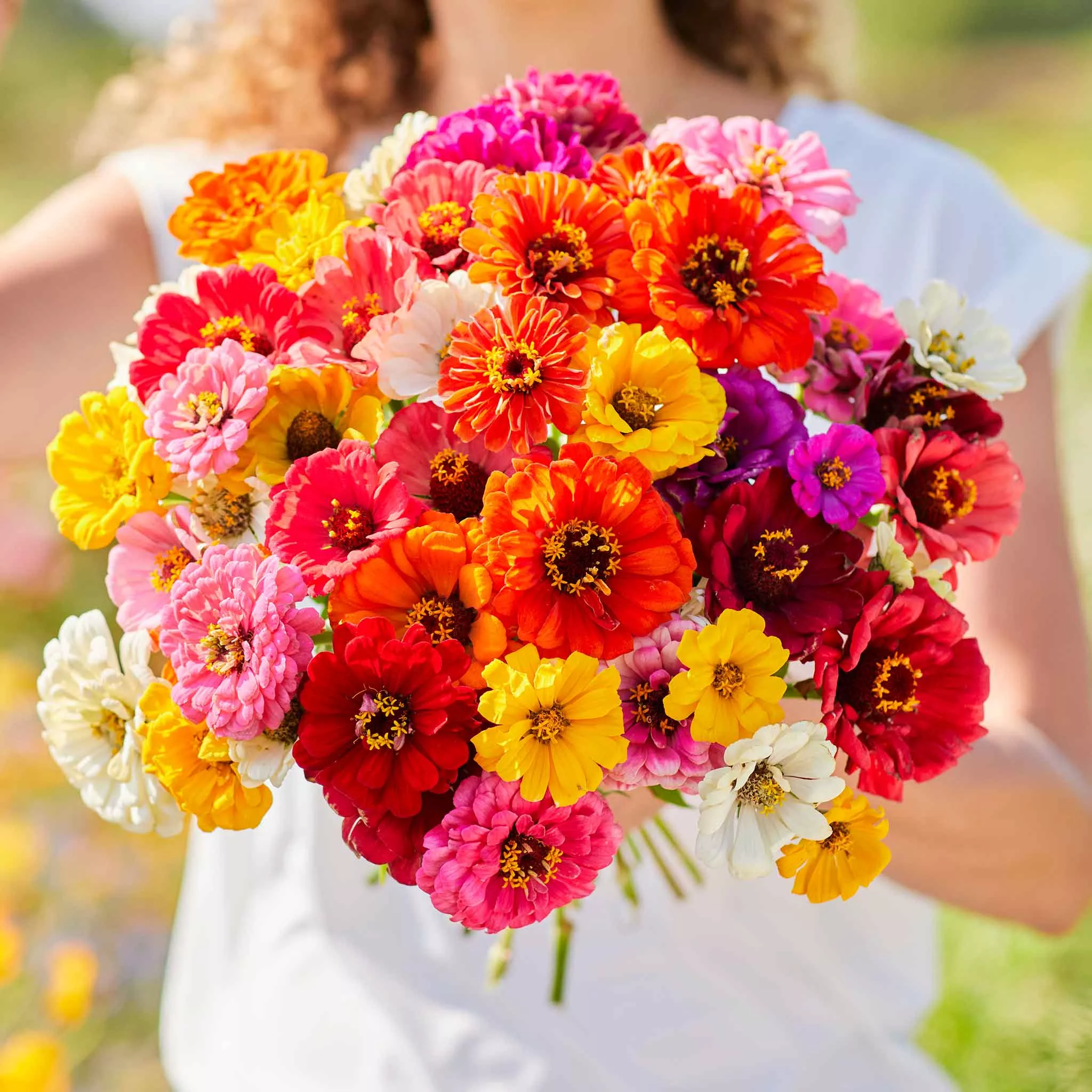 Zinnia Seeds - Super Yoga Mix