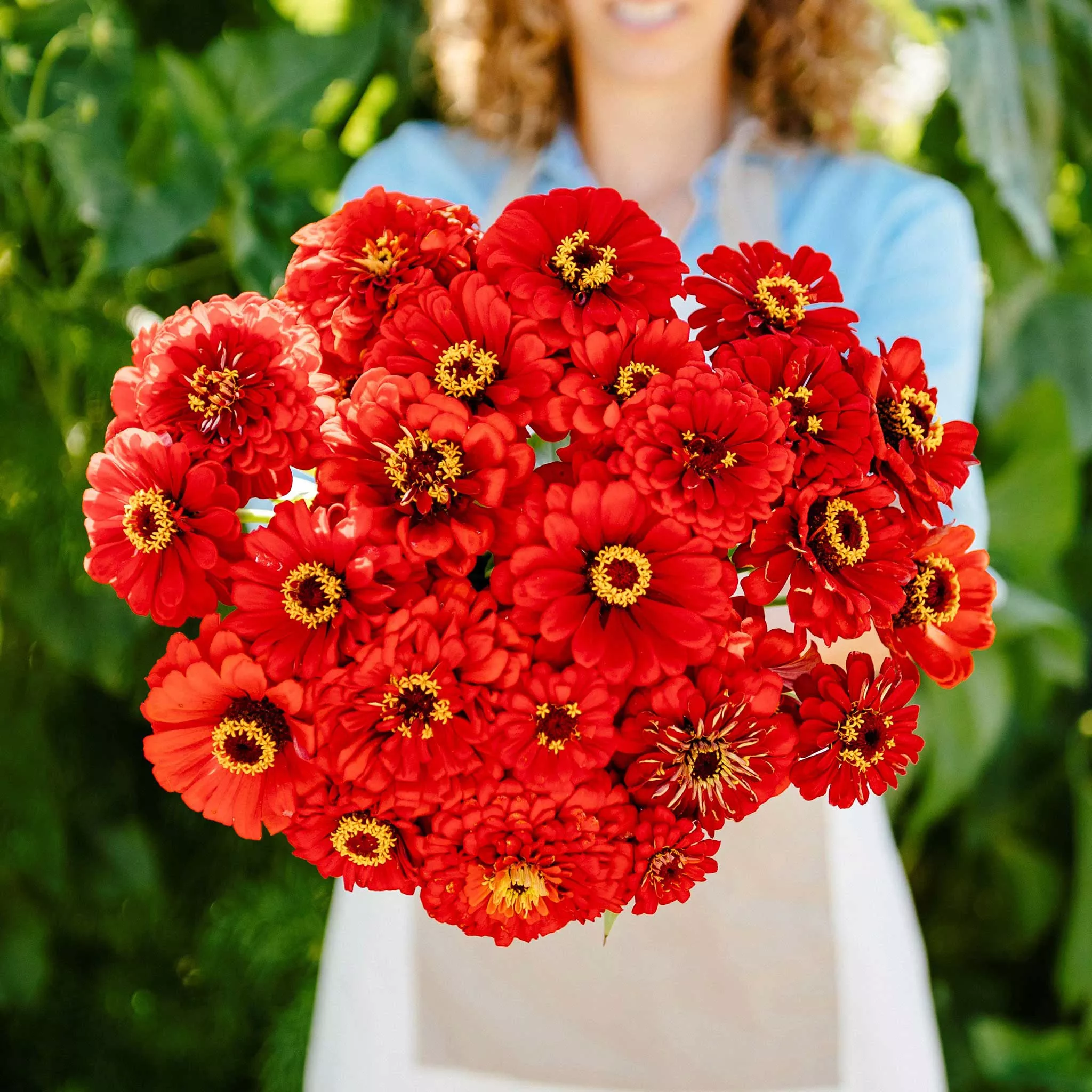 zinnia-seeds-will-rogers Zinnia Seeds - Will Rogers
