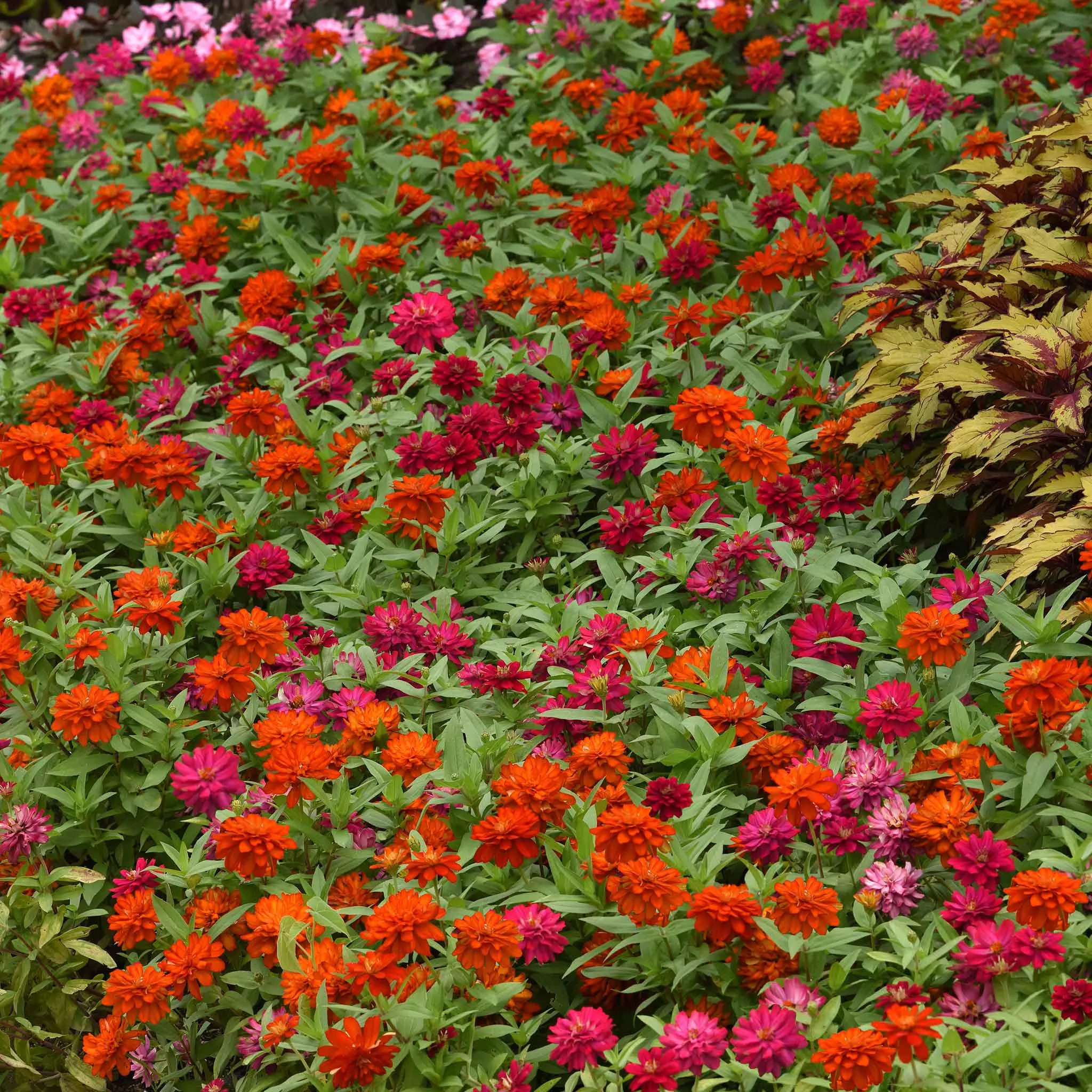 zinnia-seeds-zahara-double-cherry-double-fire Zinnia Seeds - Zahara Double Cherry & Double Fire