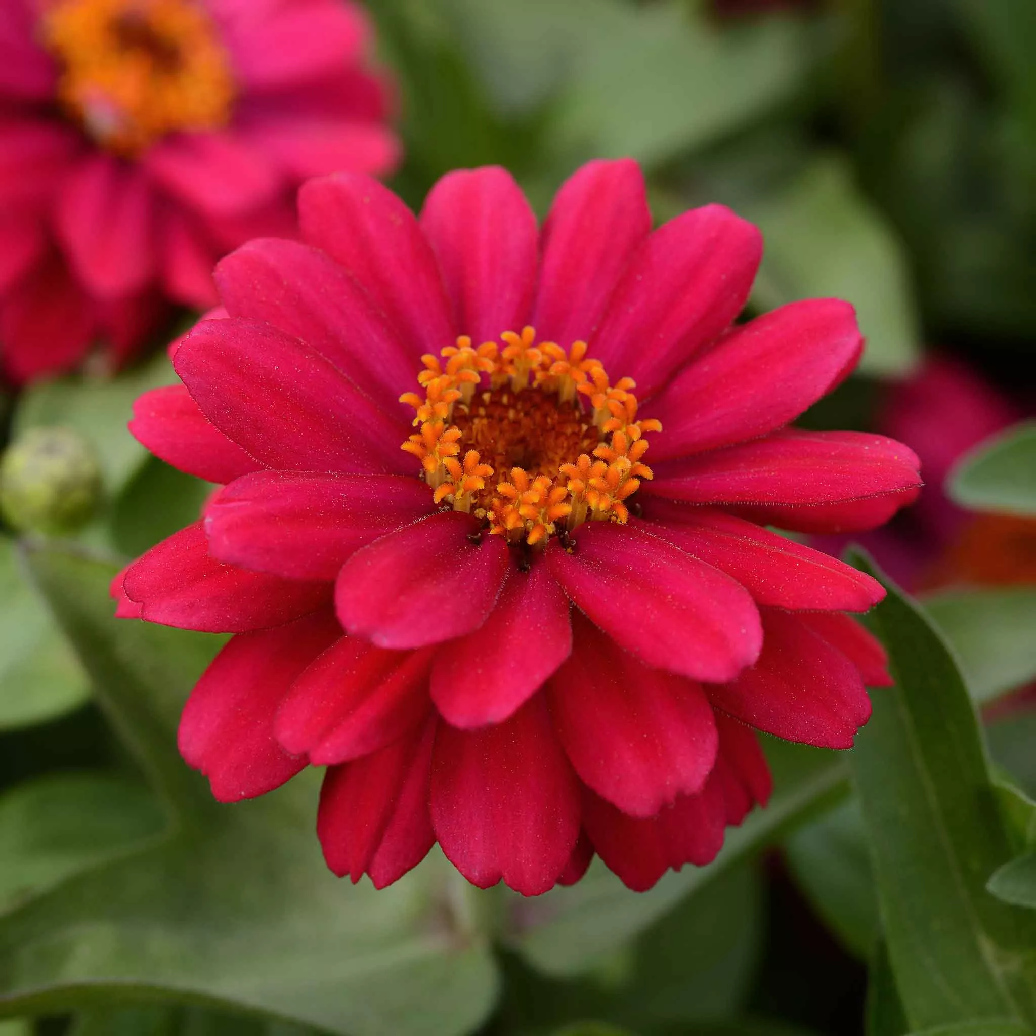 zinnia-seeds-zahara-double-cherry Zinnia Seeds - Zahara Double Cherry