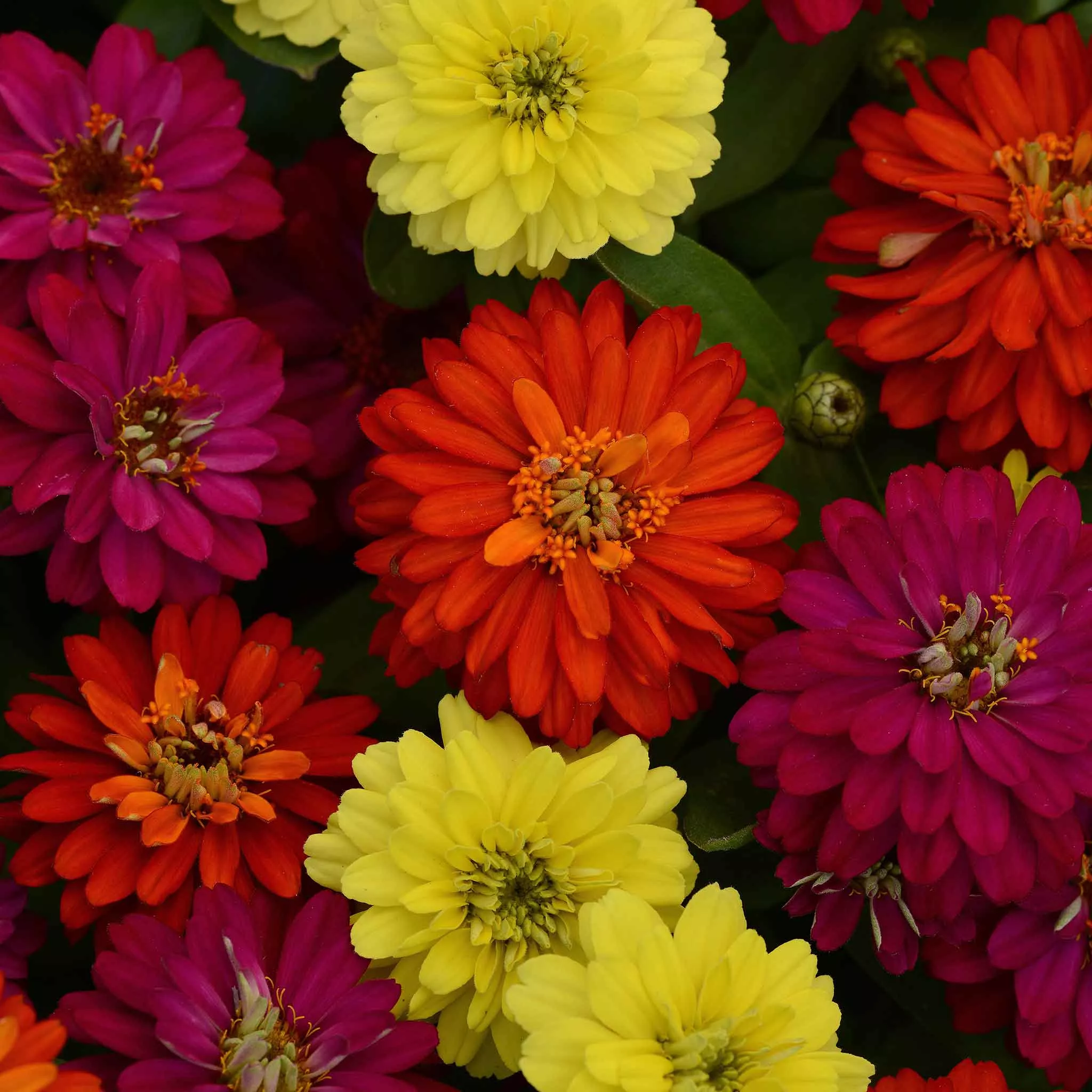 zinnia-seeds-zahara-double-mix-brilliant Zinnia Seeds - Zahara Double Mix Brilliant