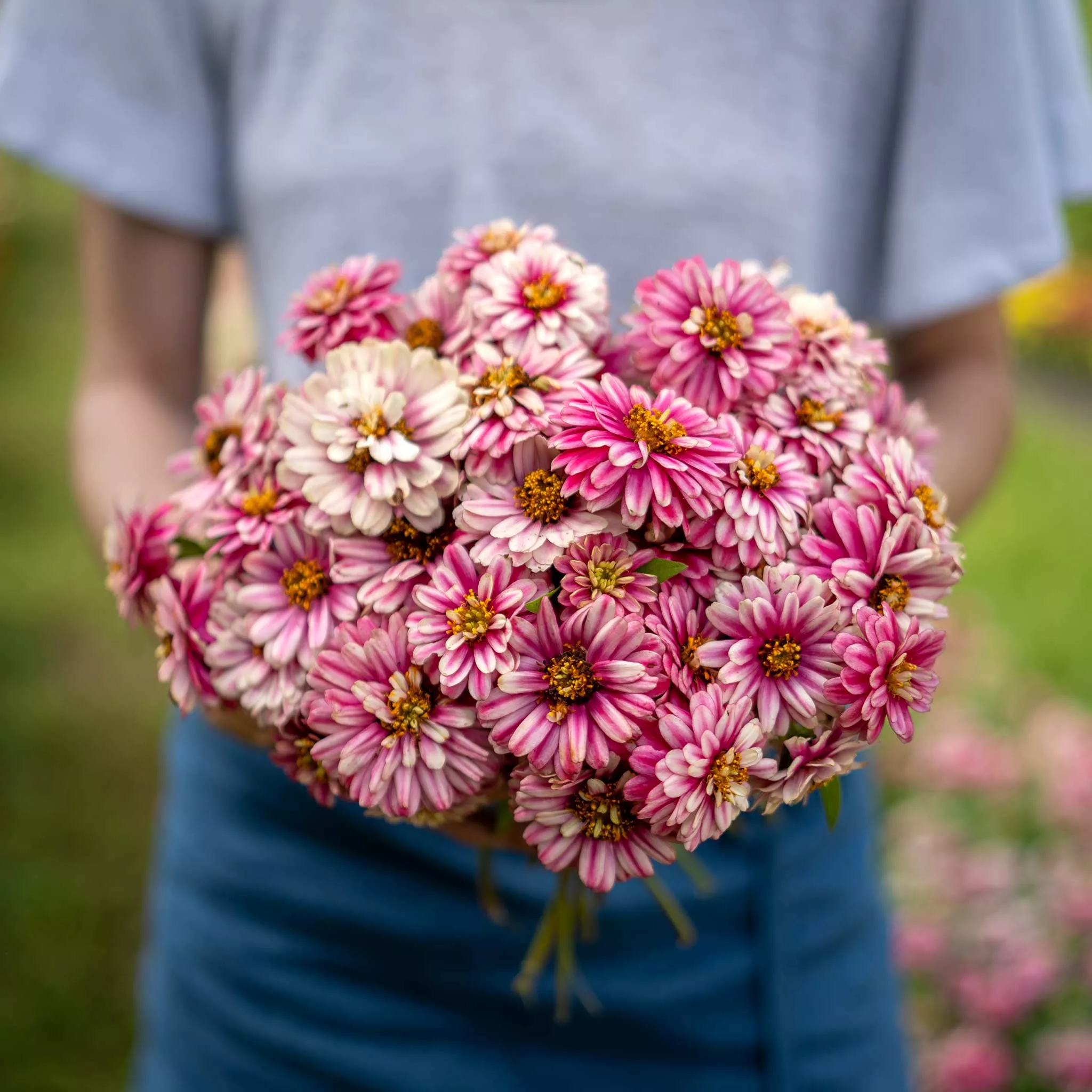 zinnia-seeds-zahara-double-raspberry-ripple Zinnia Seeds - Zahara Double Raspberry Ripple