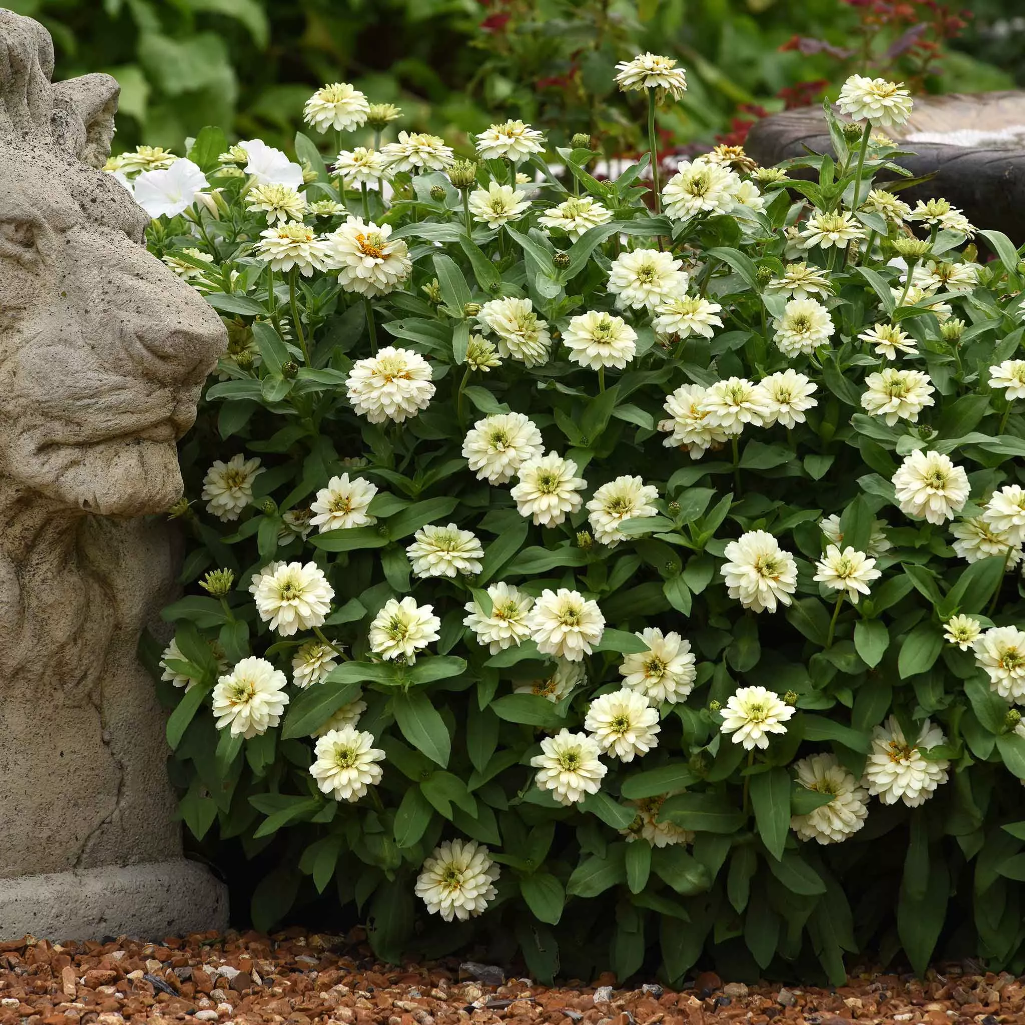 zinnia-seeds-zahara-double-white Zinnia Seeds - Zahara Double White