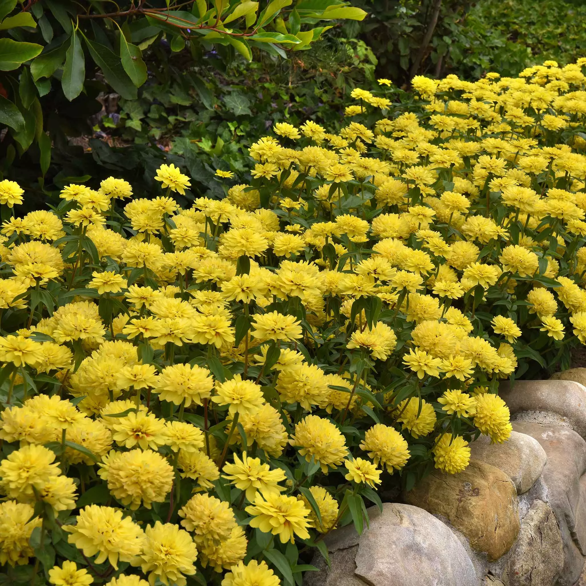 zinnia-seeds-zahara-double-yellow Zinnia Seeds - Zahara Double Yellow