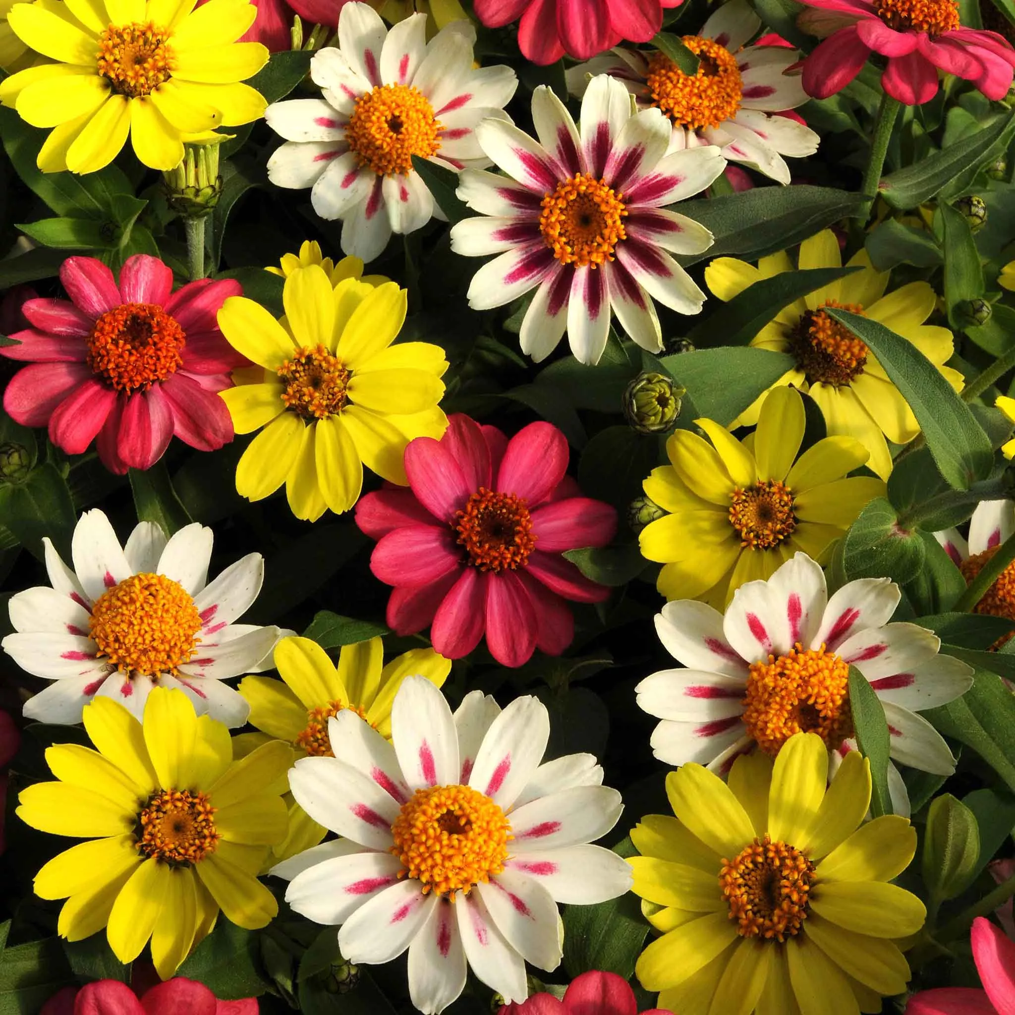 zinnia-seeds-zahara-raspberry-lemonade-mix Zinnia Seeds - Zahara Raspberry Lemonade Mix
