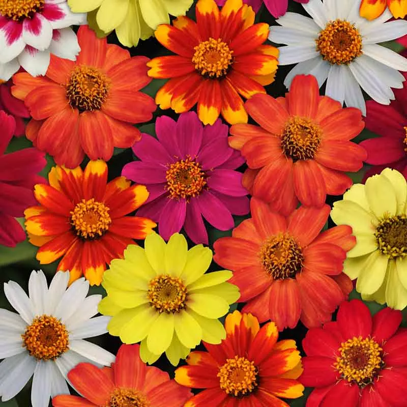 zinnia-seeds-zahara-single-mix Zinnia Seeds - Zahara Single Mix
