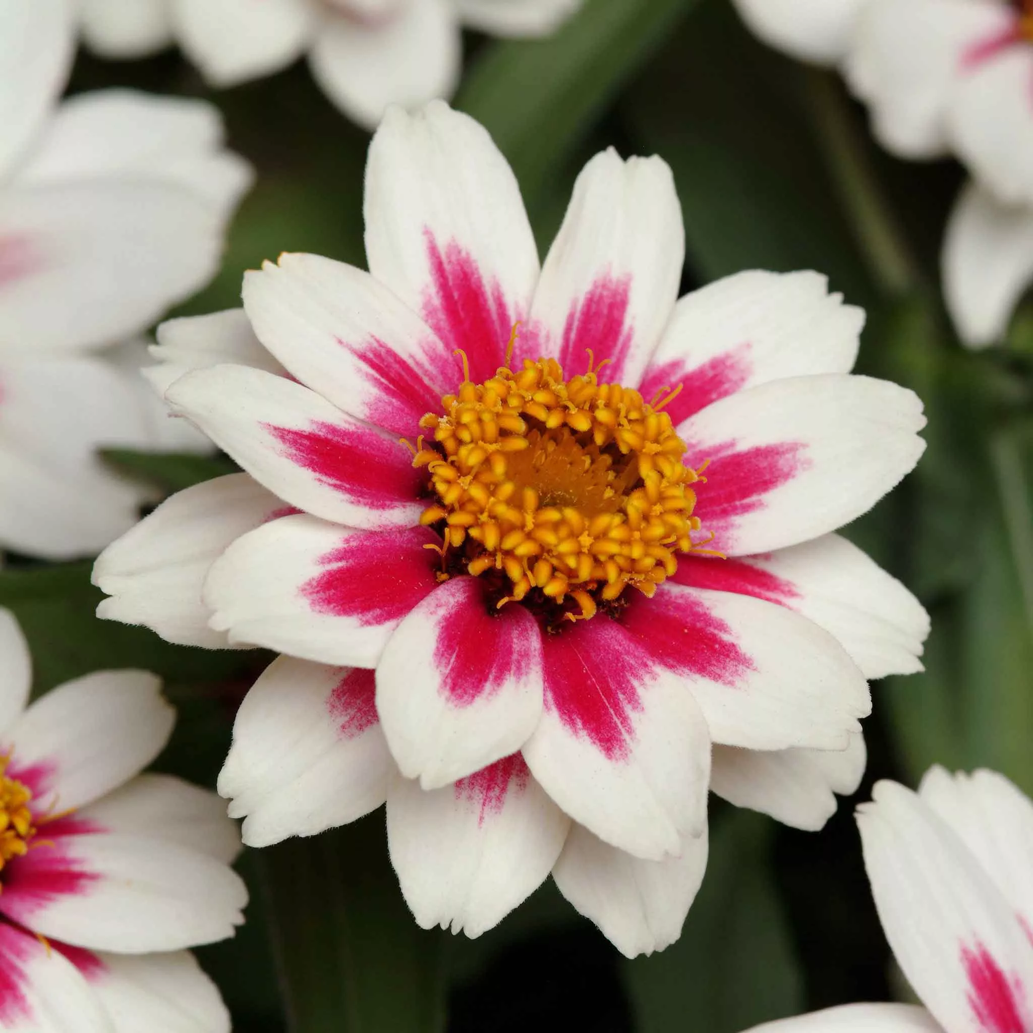 zinnia-seeds-zahara-starlight-rose Zinnia Seeds - Zahara Starlight Rose
