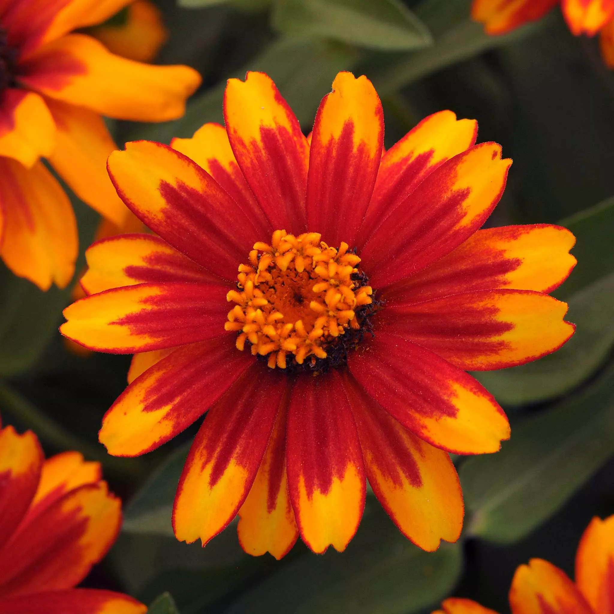 zinnia-seeds-zahara-sunburst Zinnia Seeds - Zahara Sunburst