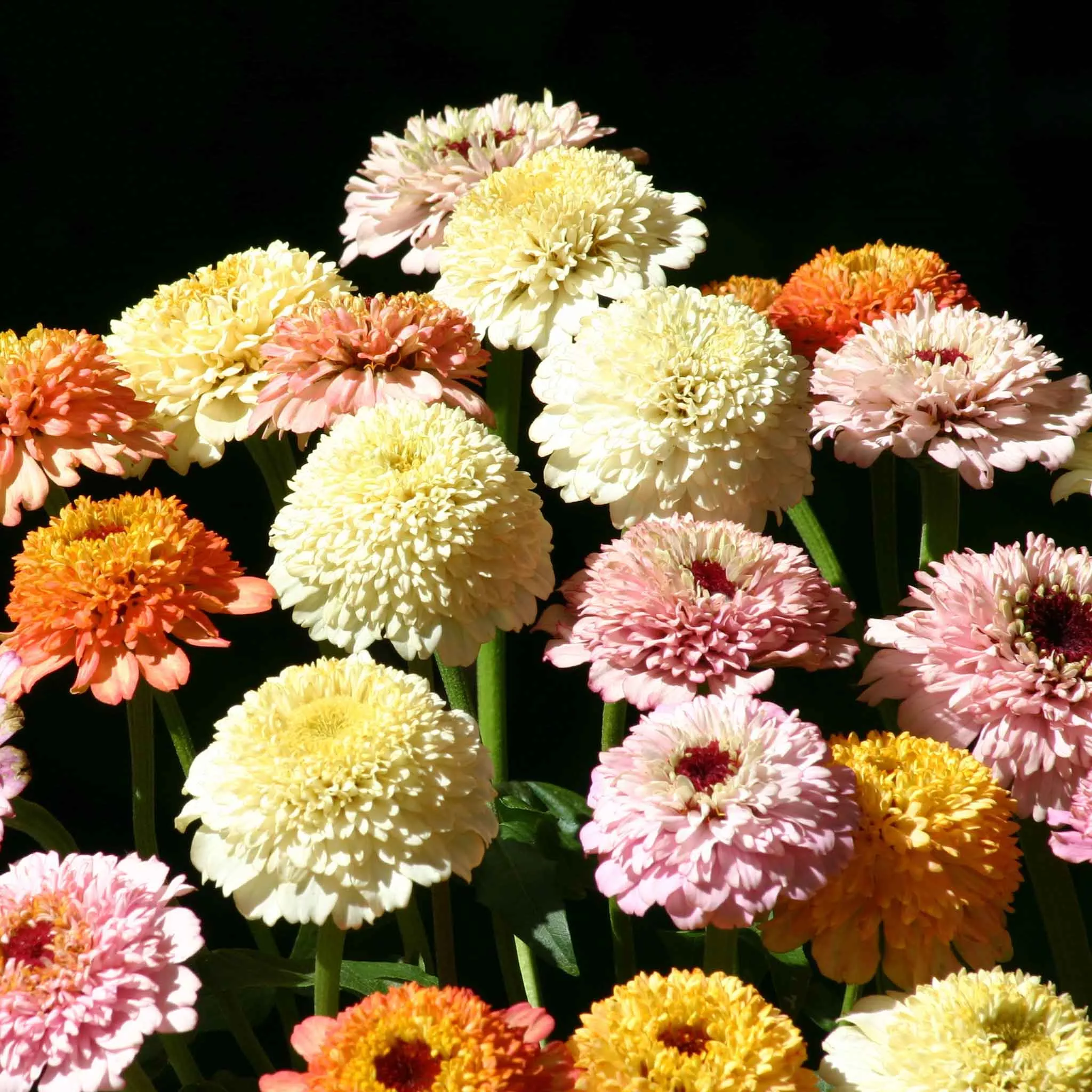 Zinnia Seeds - Zinderella Pastels