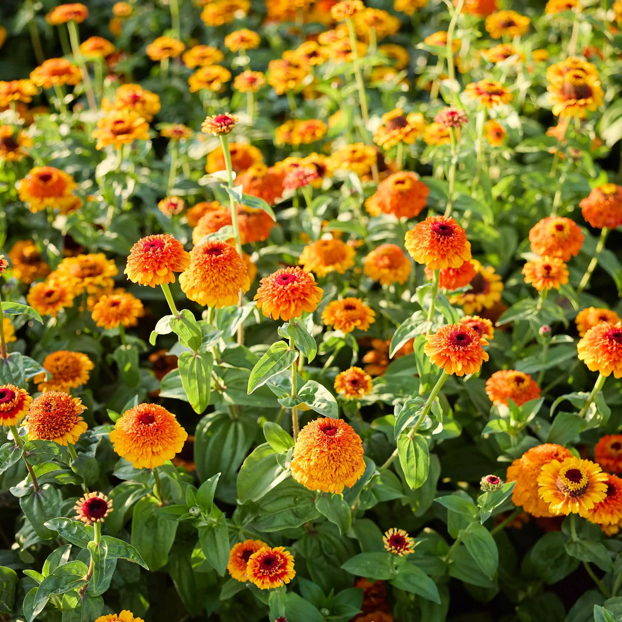Zinnia Seeds - Zinderella Zest