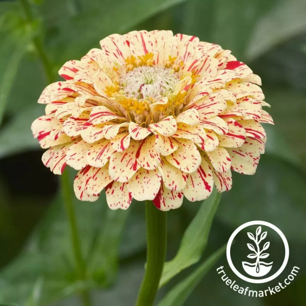 Zinnia Seeds