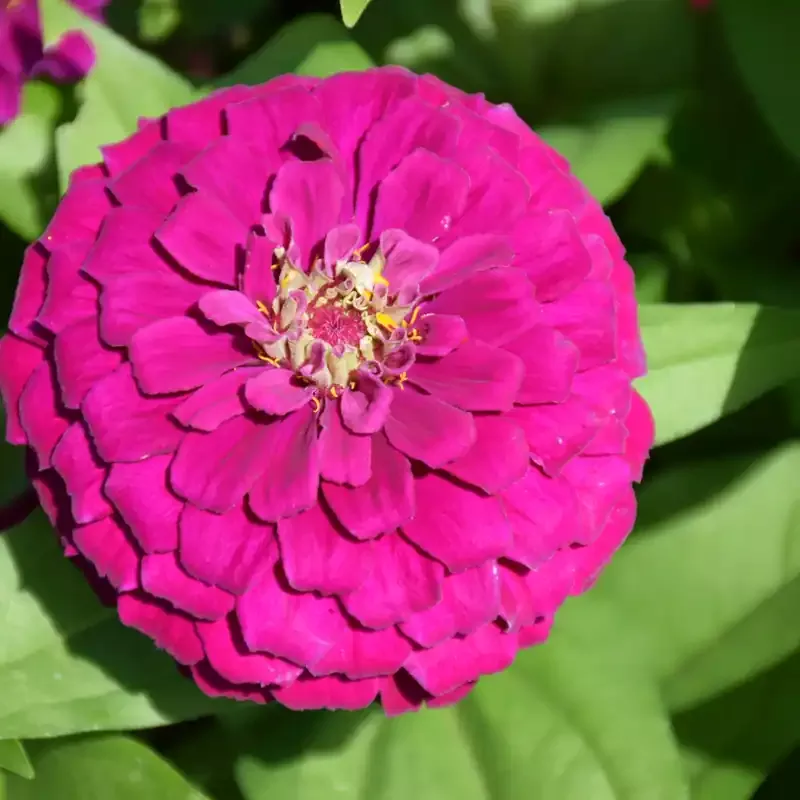 Zinnia Zesty Purple 4.5″