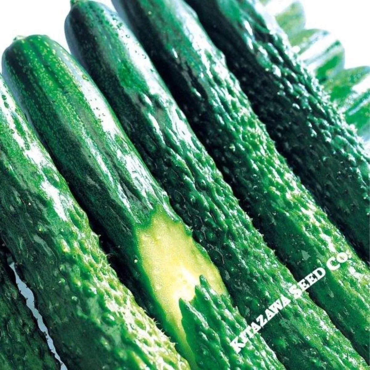 zipangu-cucumber-seeds Zipangu Cucumber Seeds