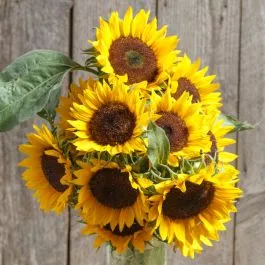 zohar-f1-sunflower Zohar F1 Sunflower