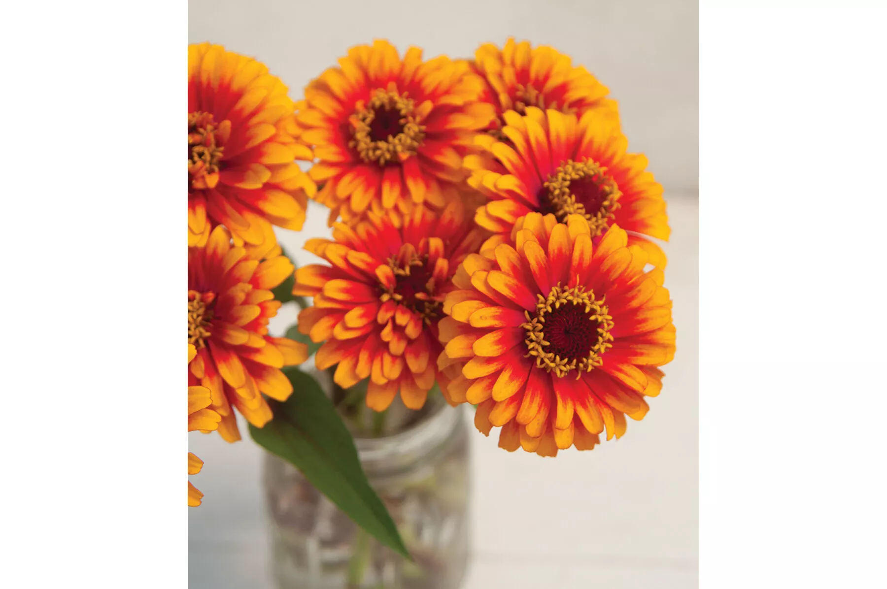 zowie-yellow-flame-zinnia-seed Zowie!™ Yellow Flame Zinnia Seed