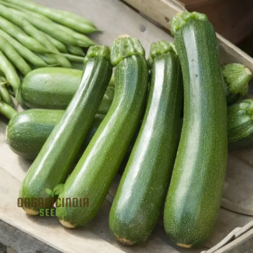 zucchini-courgette-safari-vegetable-seeds-cultivate-bountiful-harvest-delicious- Zucchini Courgette Safari Vegetable Seeds, Cultivate a Bountiful Harvest of Delicious and Nutritious Zucchini